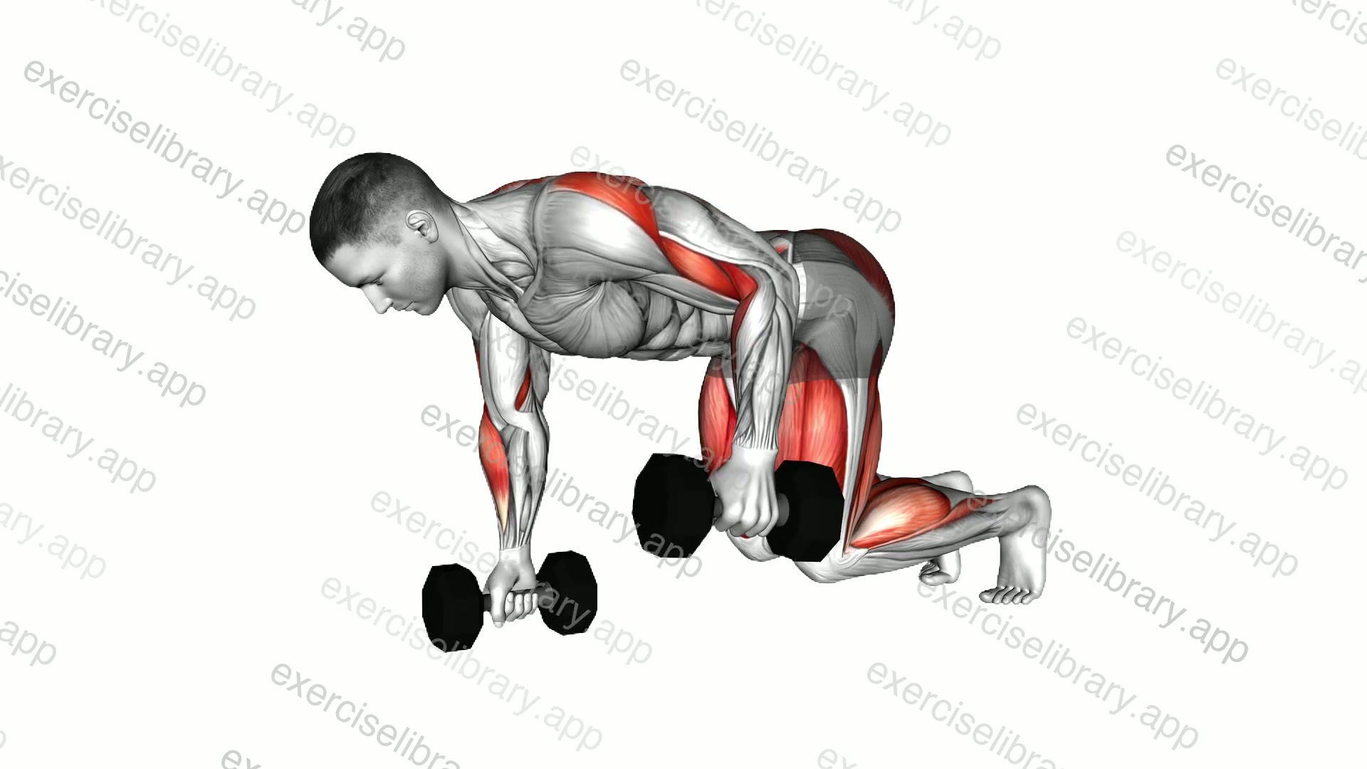 Dumbbell Bear Plank Alternating Row demonstration
