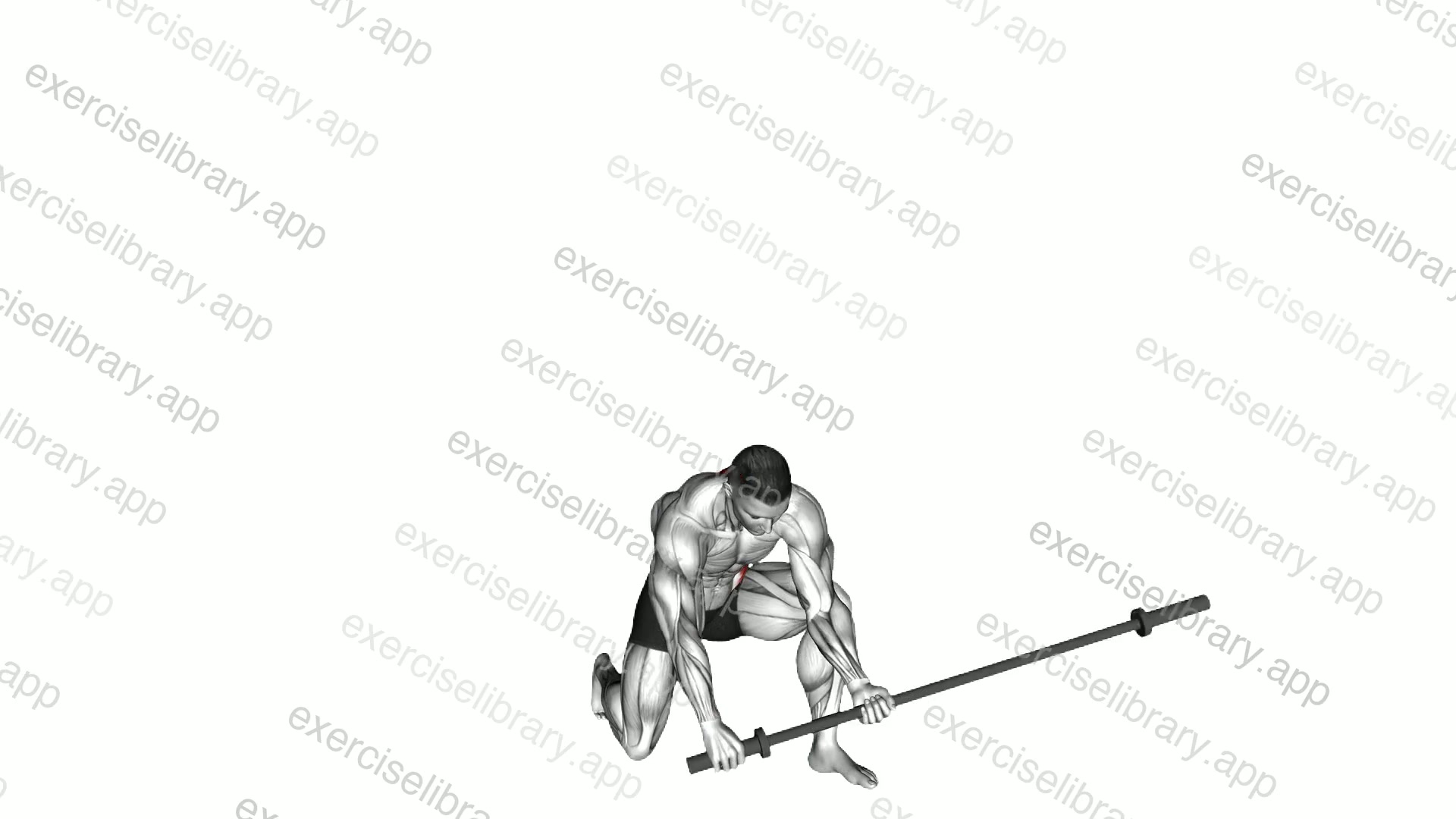 Barbell Half Kneeling Thor Lift demonstration