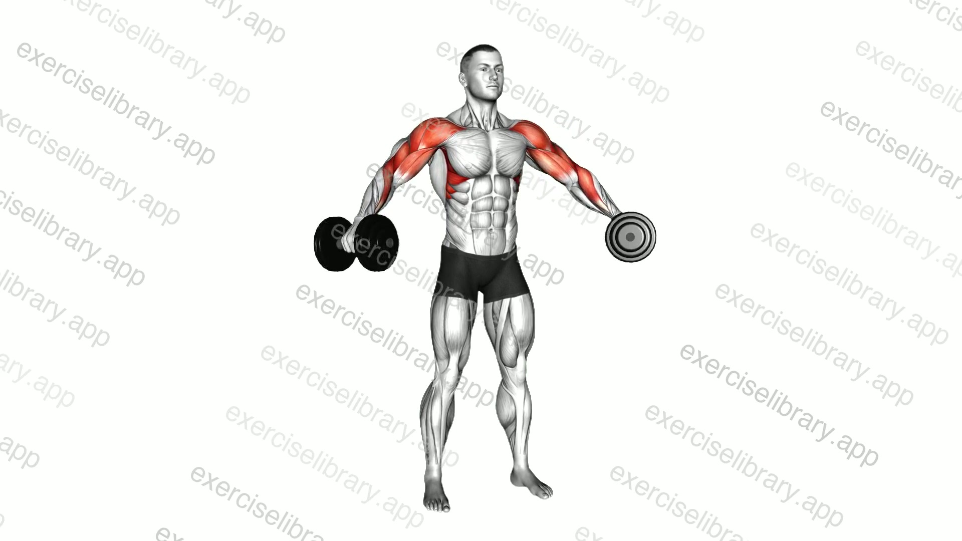 Dumbbell Shoulders Complex demonstration