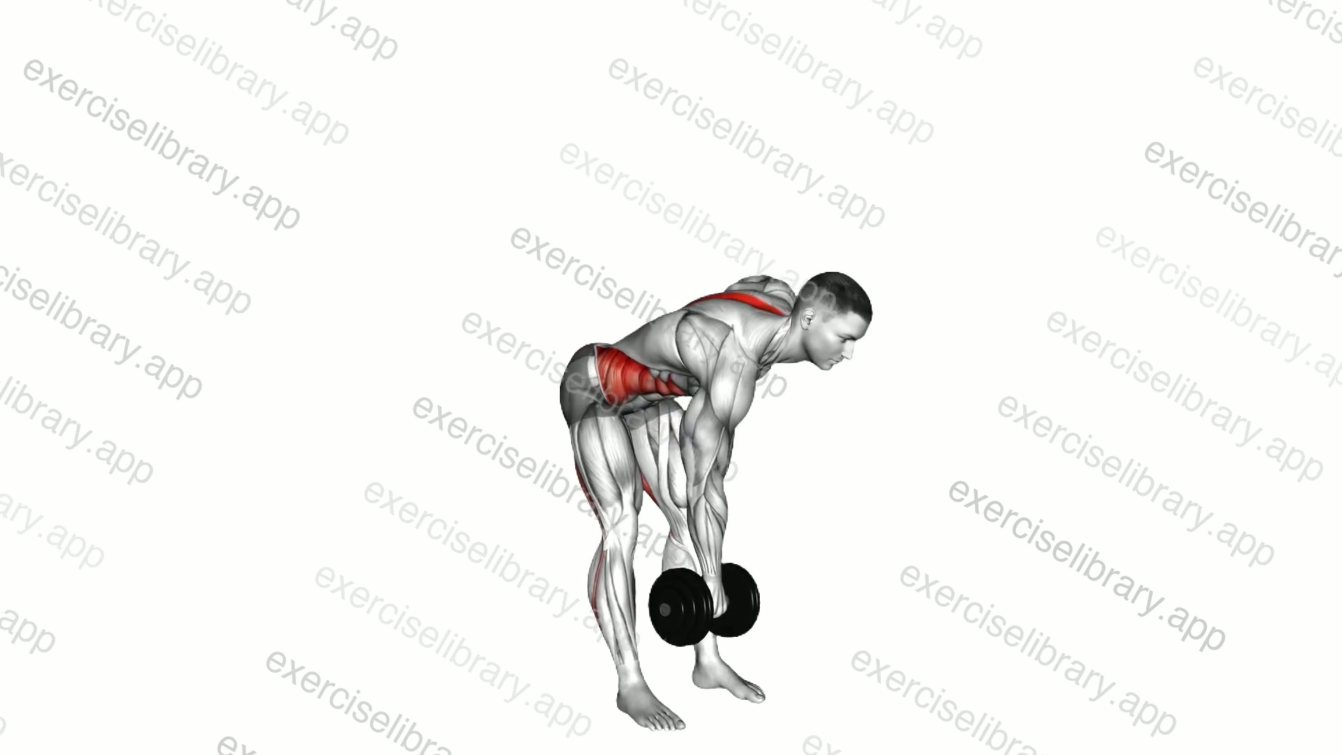 Dumbbell Cross Romanian Deadlift demonstration