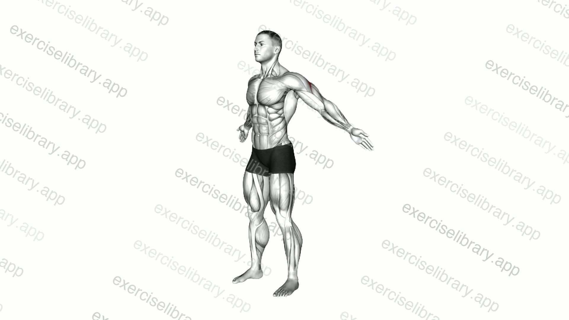 Bodyweight Standing Rear Delt Fly Pulse demonstration