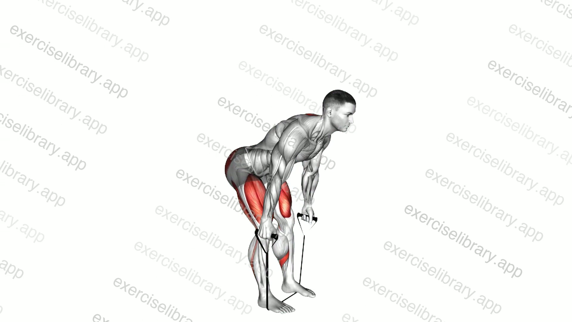 Band straight back stiff leg deadlift demonstration