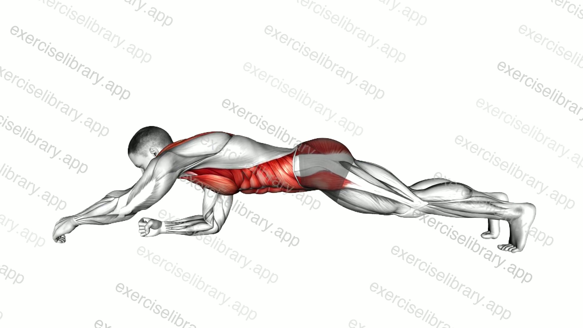 Plank Arm Reach demonstration