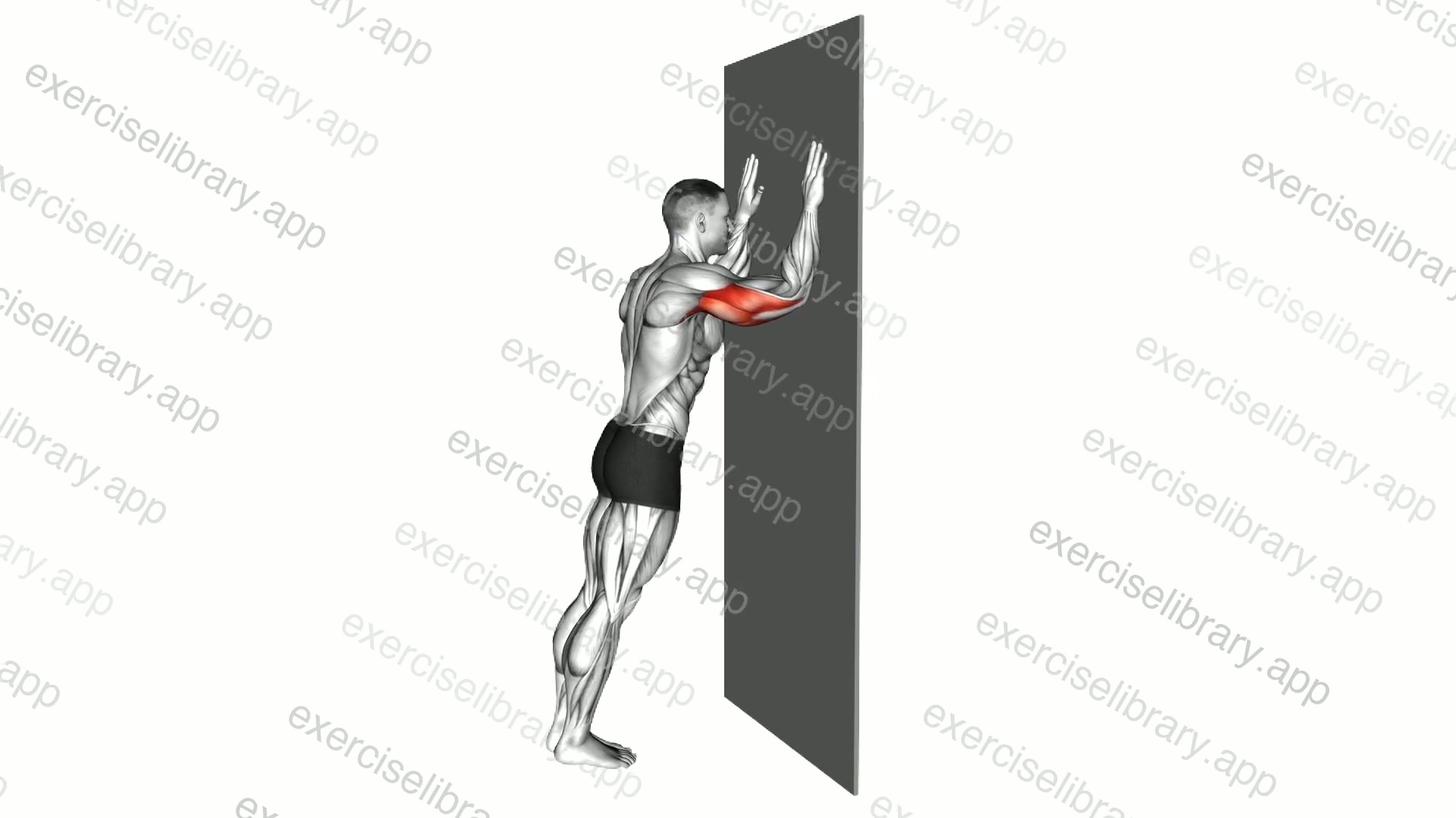 Wall Triceps Dip demonstration