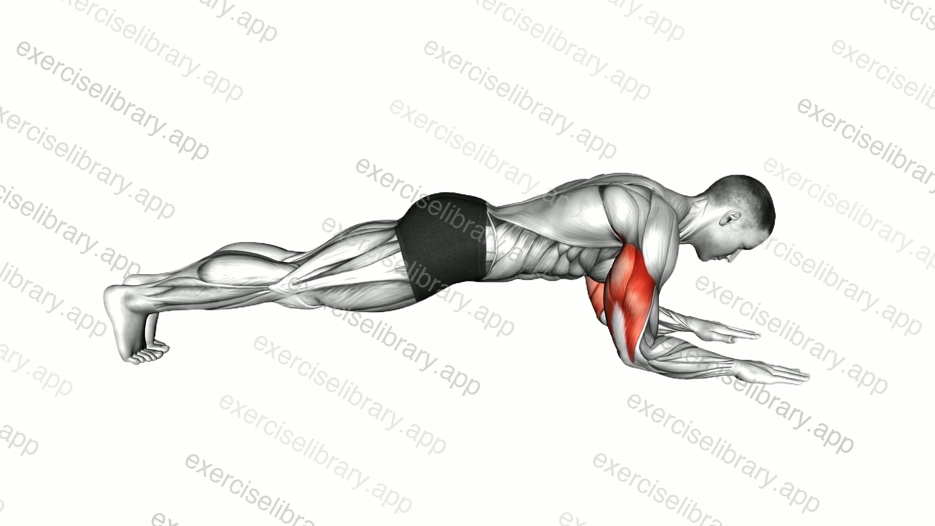 Bodyweight Triceps Extension Hold from Plank Position demonstration