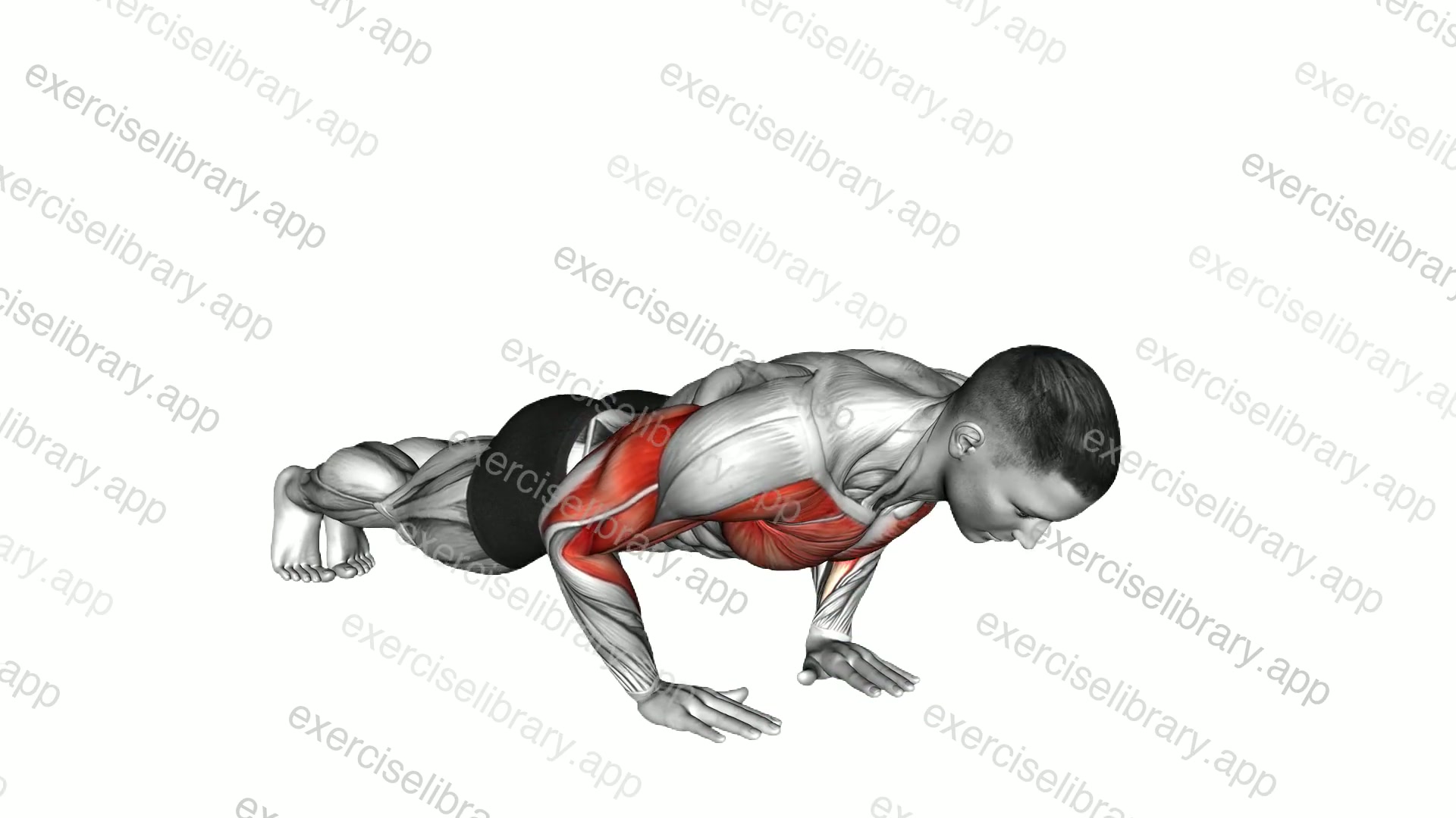 Close Grip Push-up Shoulder Tap demonstration