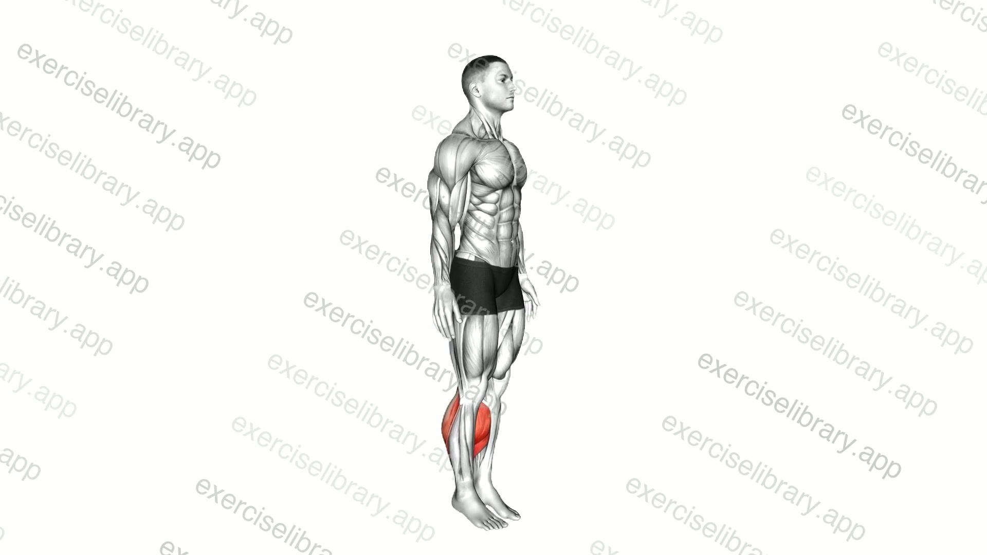 Bodyweight Explosive Calf Raise demonstration