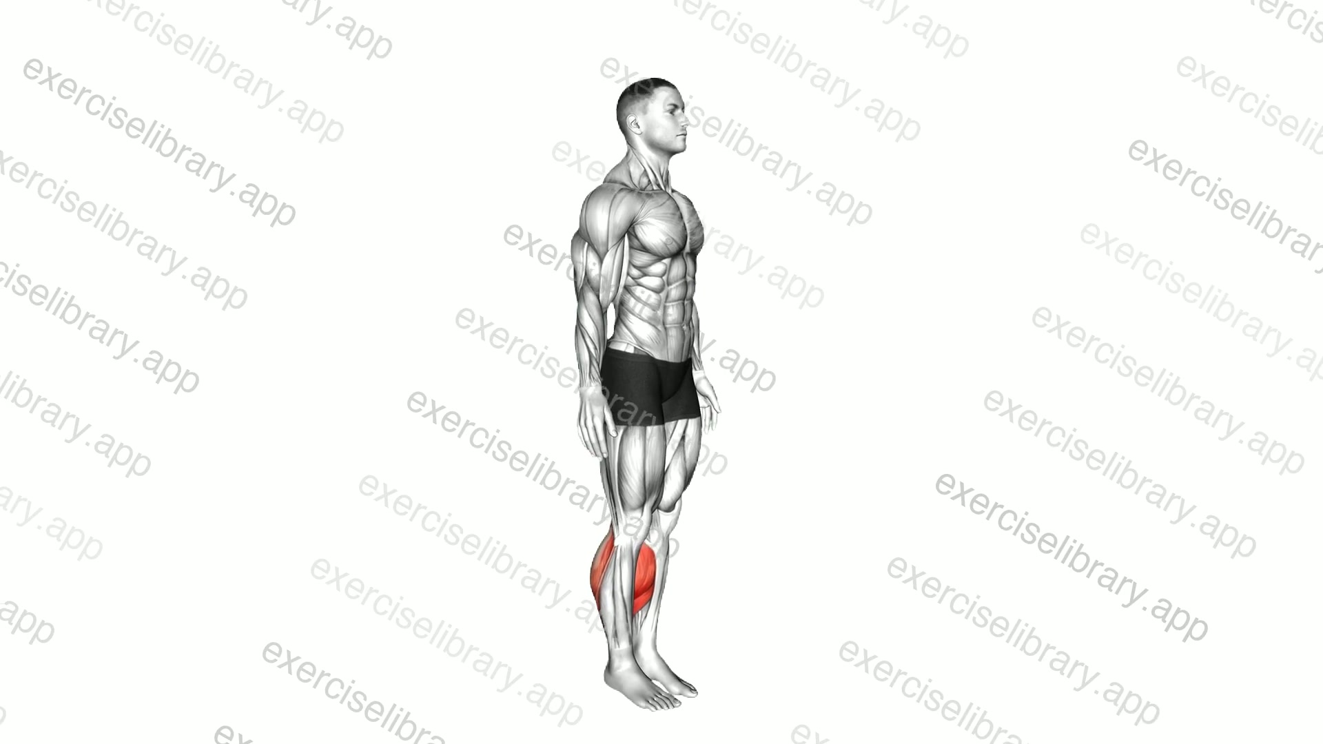 Bodyweight Isometric Calf Raise Hold demonstration