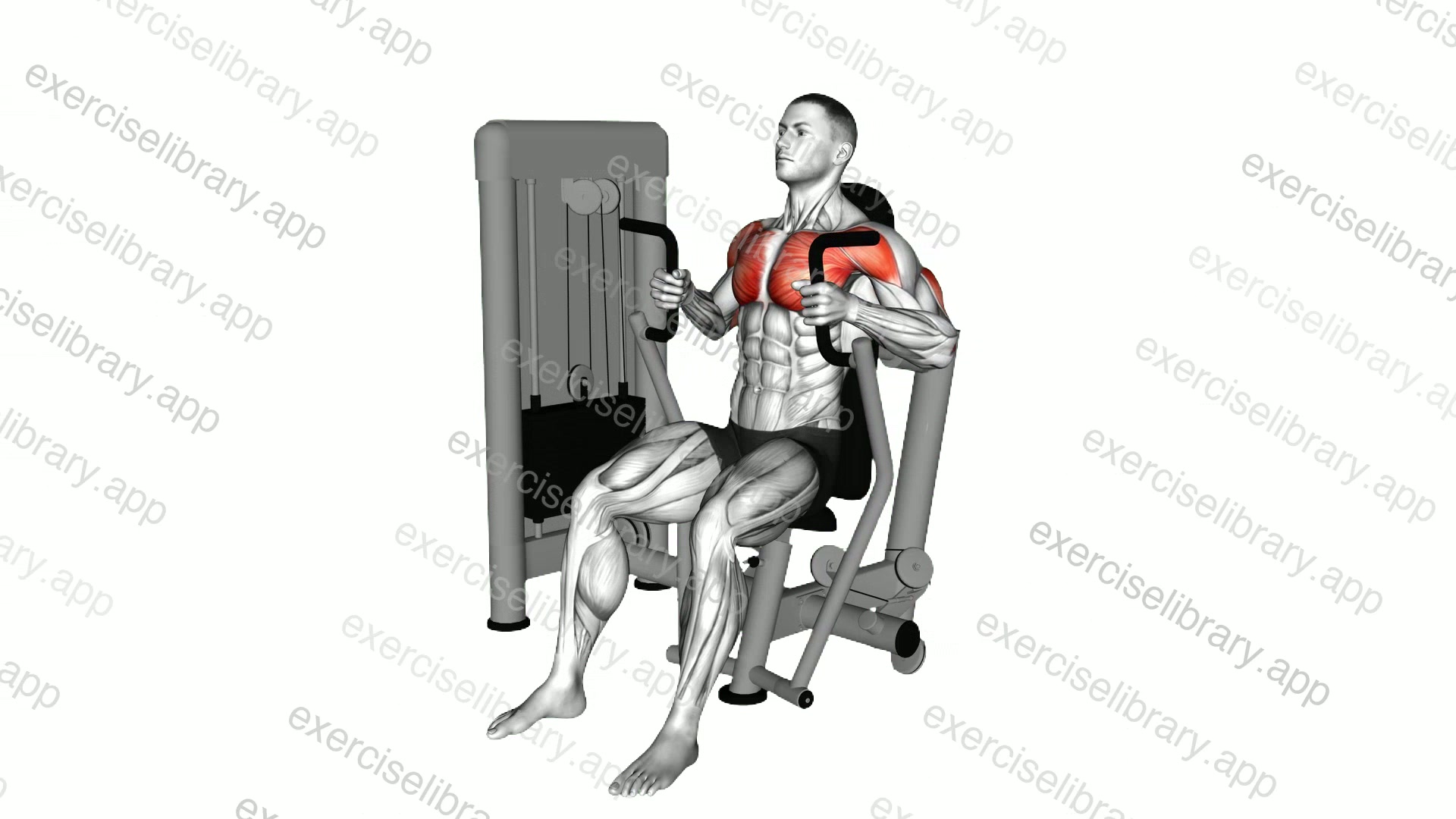 Lever Parallel Chest Press demonstration