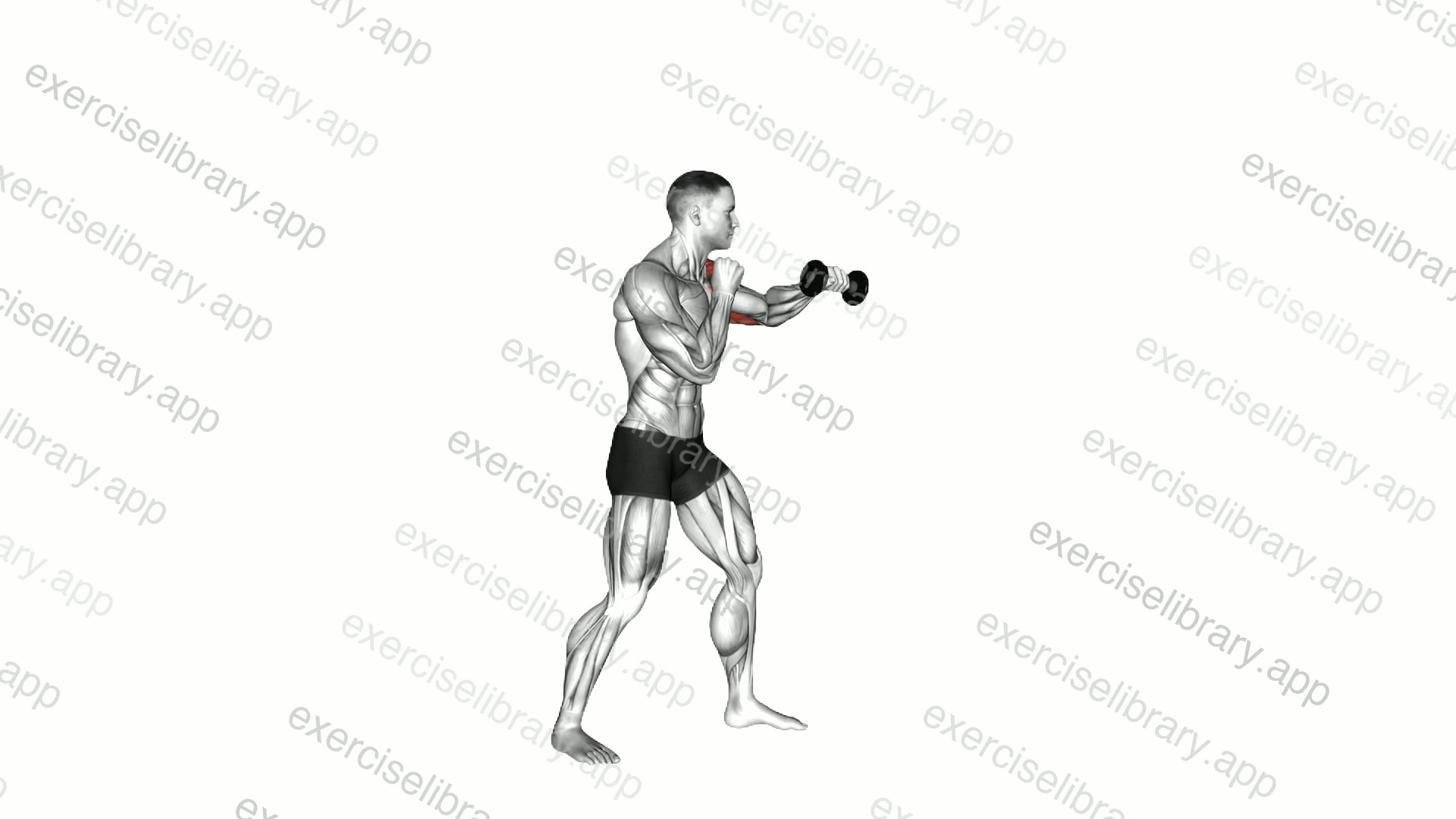 Boxing Jab demonstration