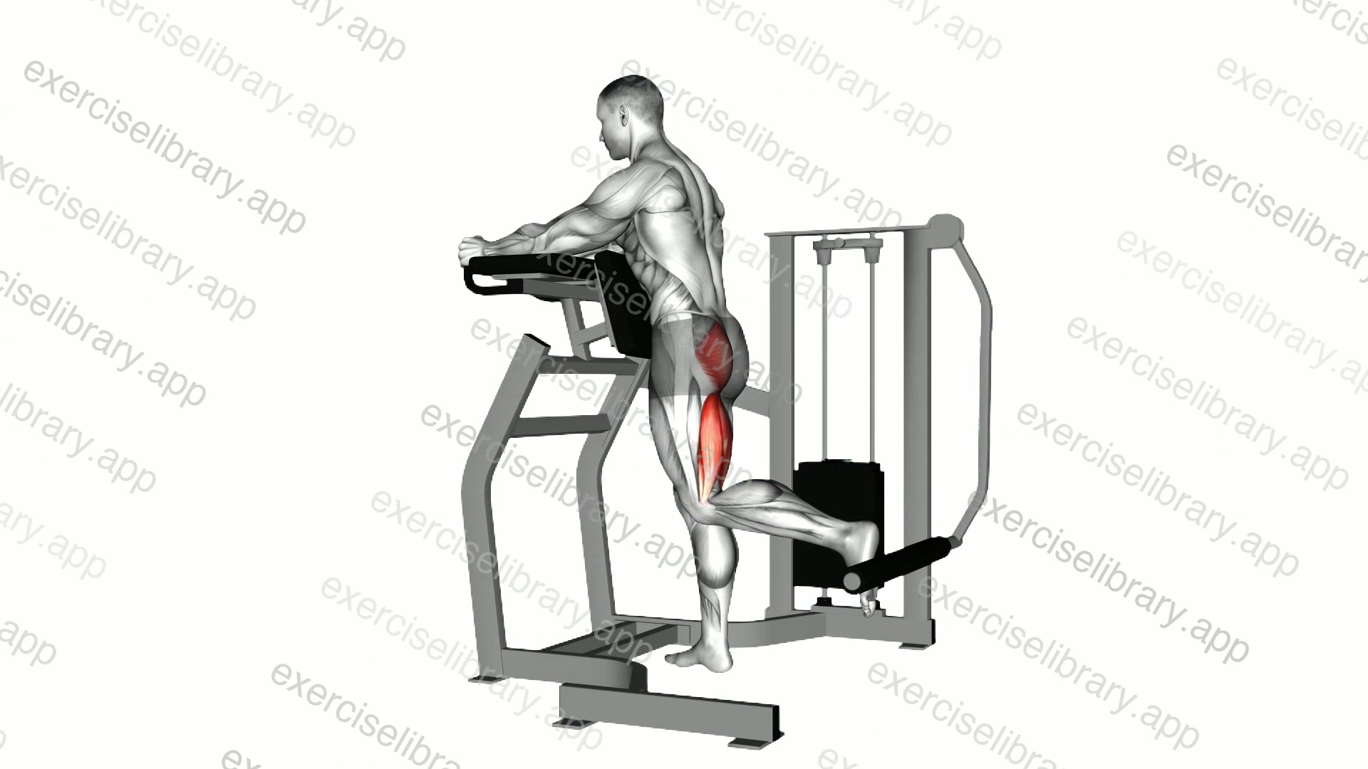 Lever Standing Hip Extension demonstration