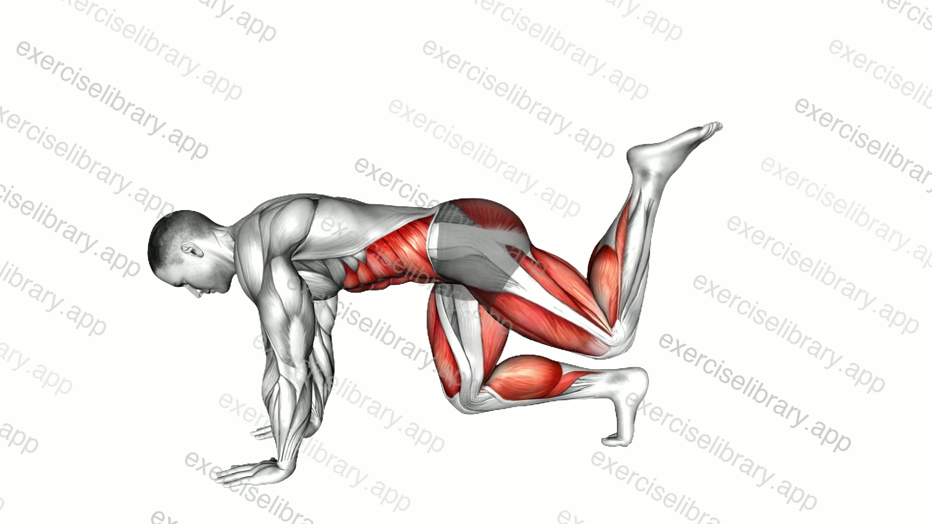 Bear Plank Floating Leg Extension demonstration