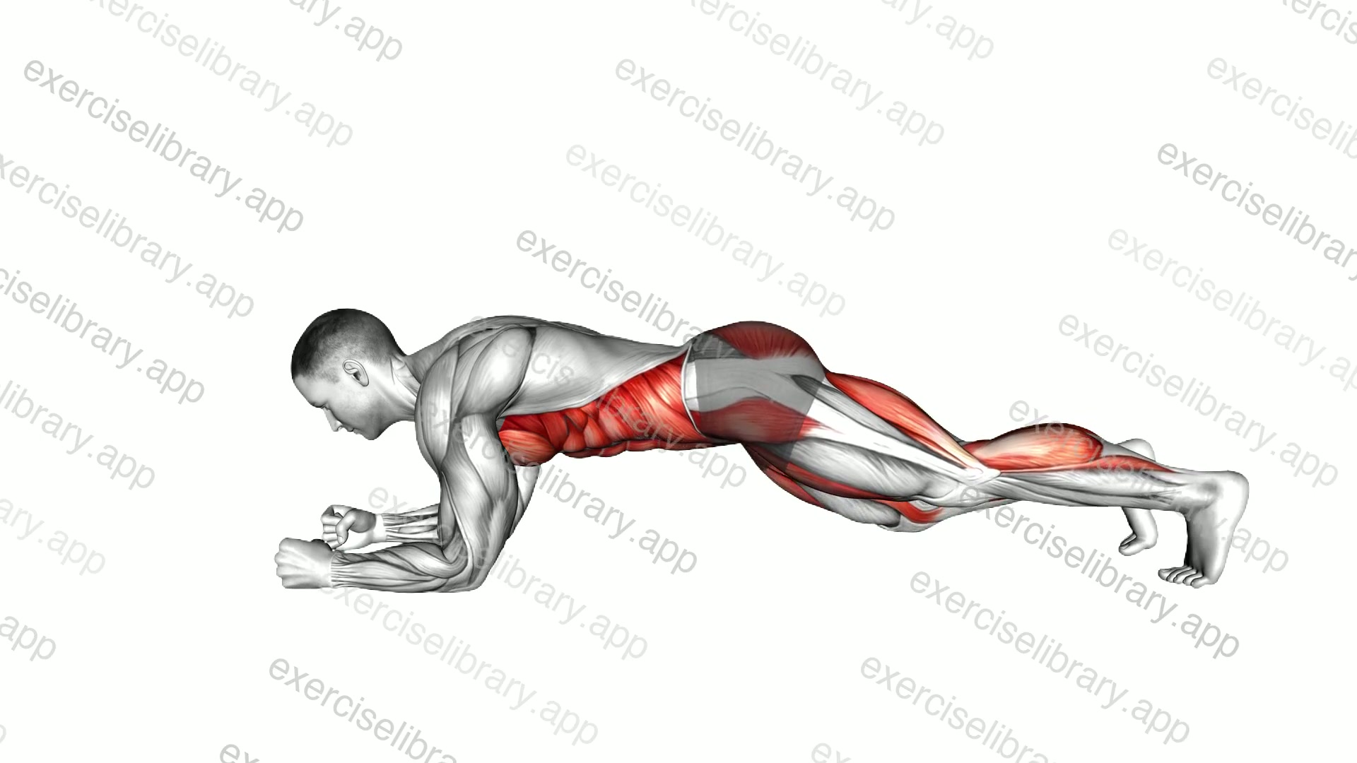 Plank Knee Tap demonstration