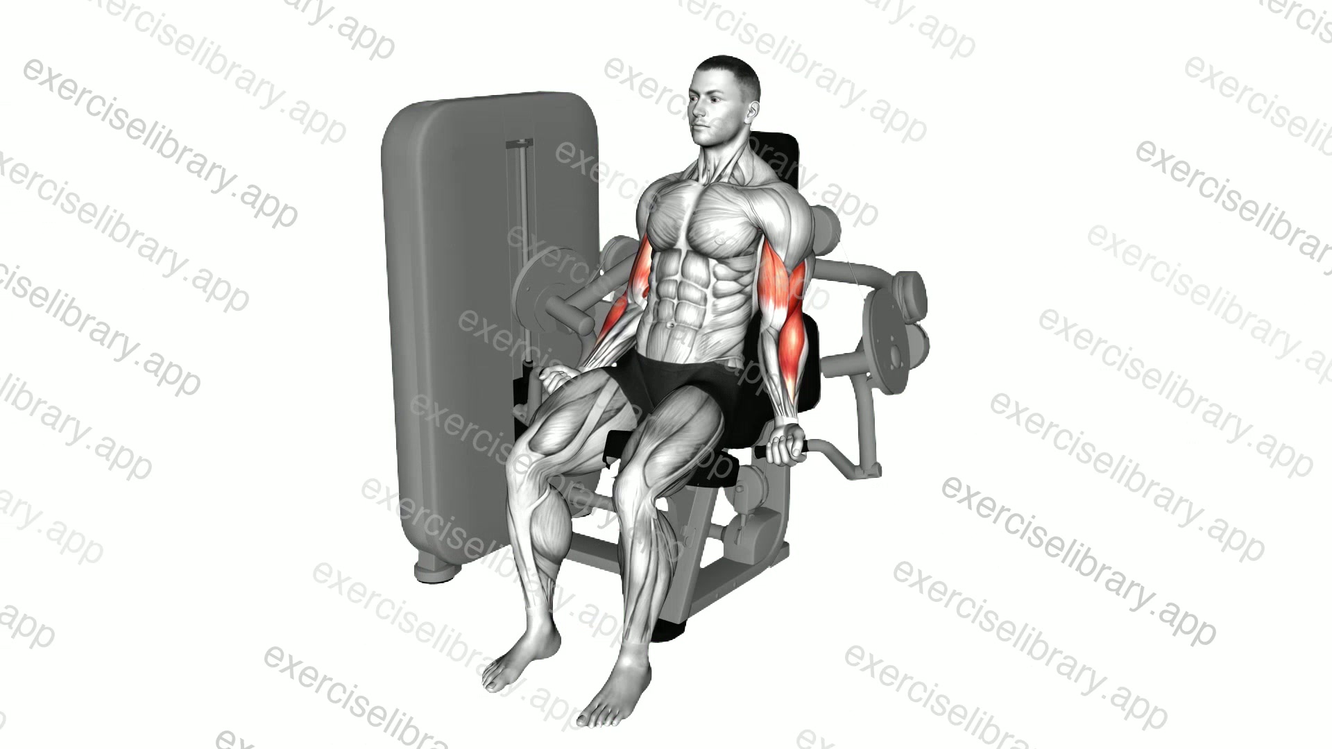 Lever Alternate Biceps Curl demonstration