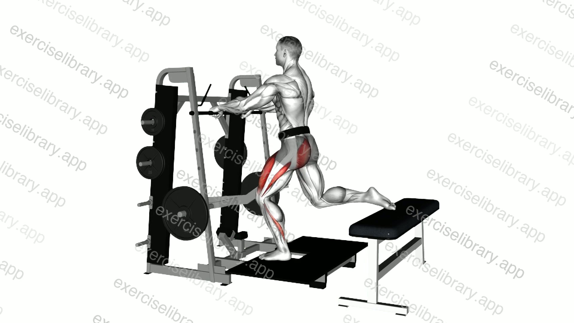 Lever Belt Bulgarian Split Squat demonstration