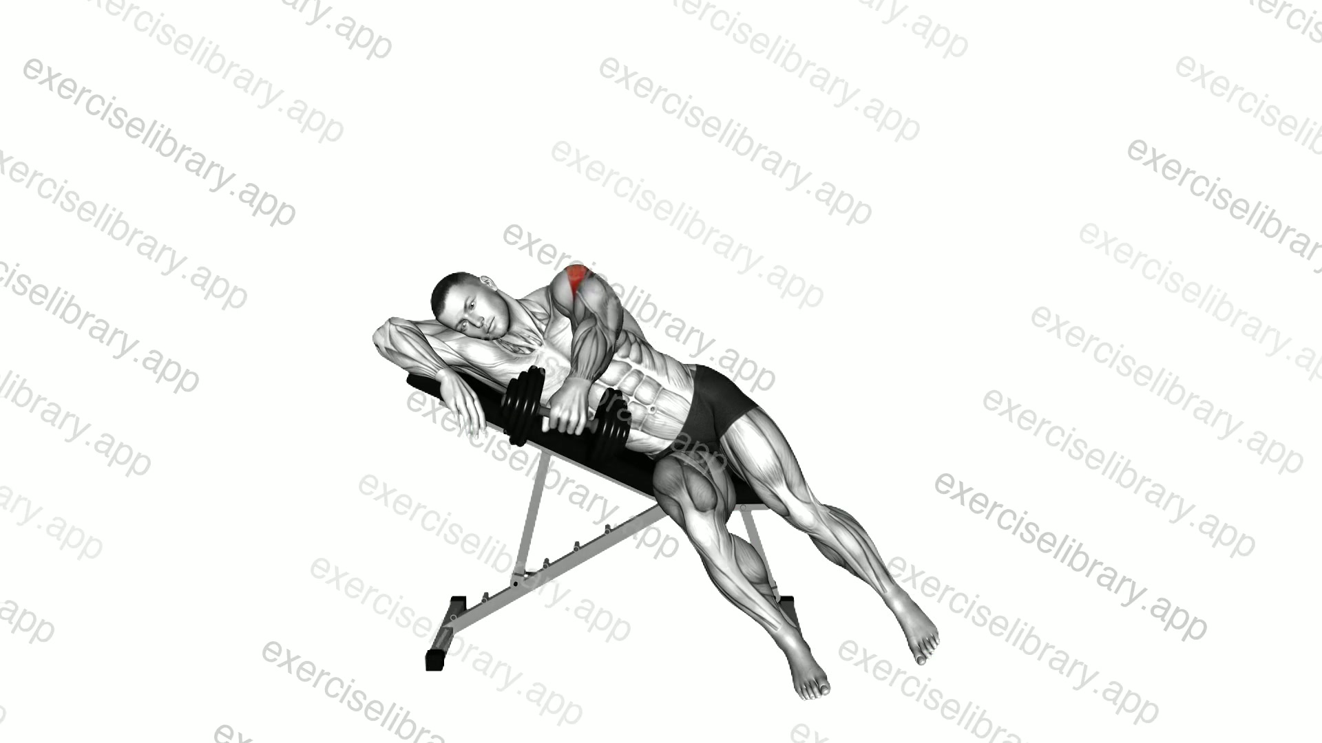 Dumbbell Powell Raise demonstration