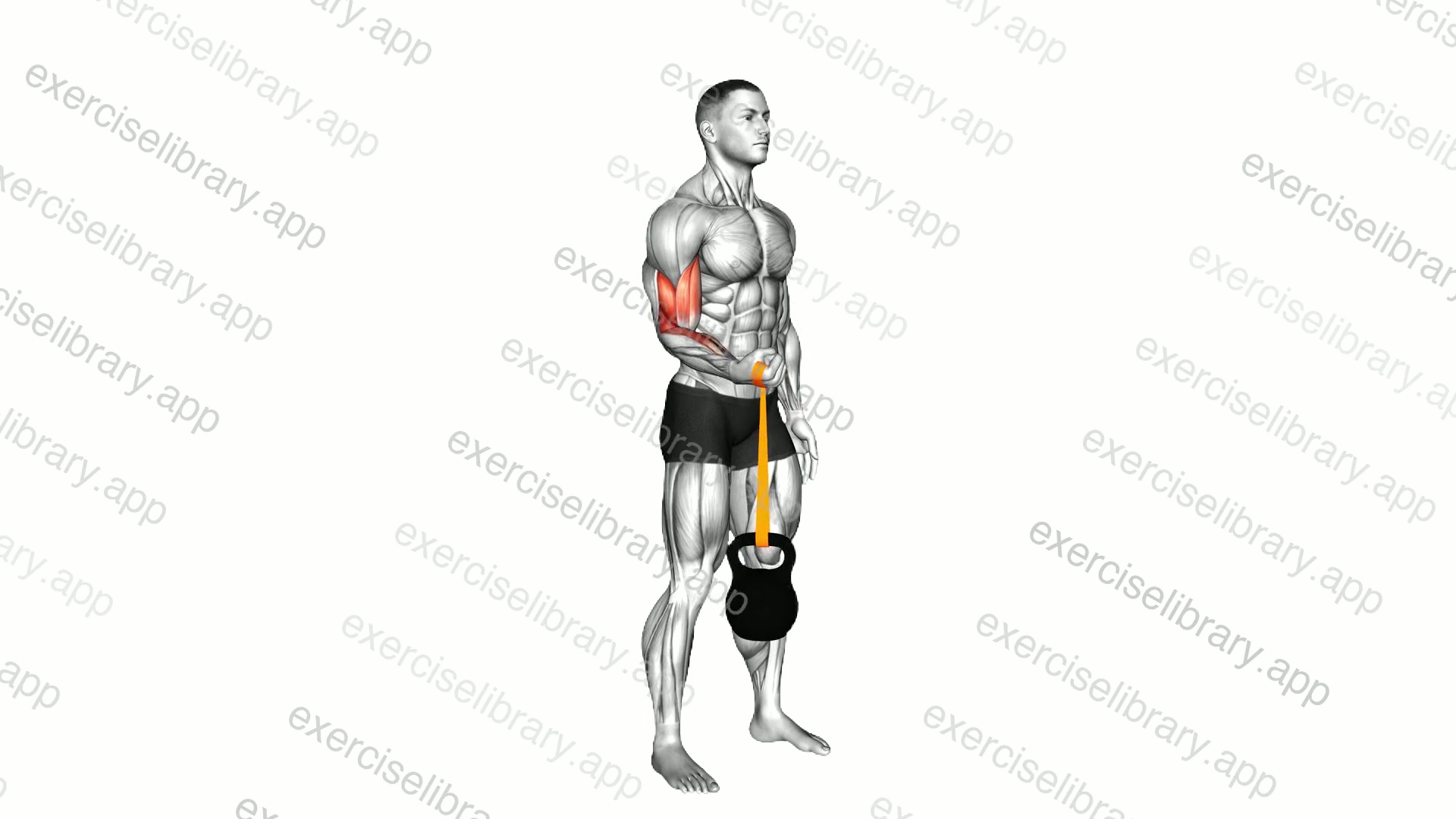 Resistance Band Weighted Standing Pronation Twist Curl demonstration