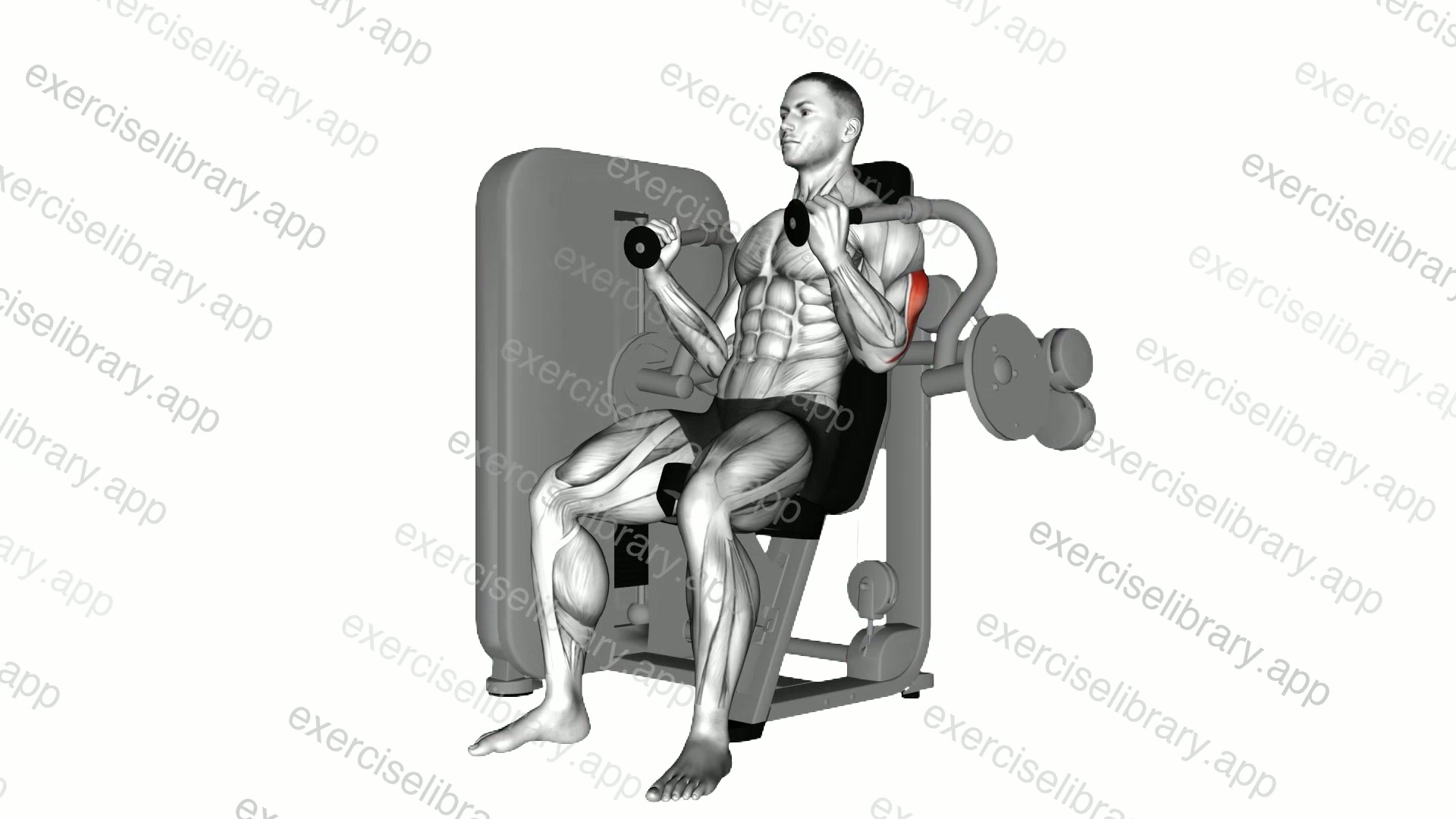 Lever Triceps Extension demonstration