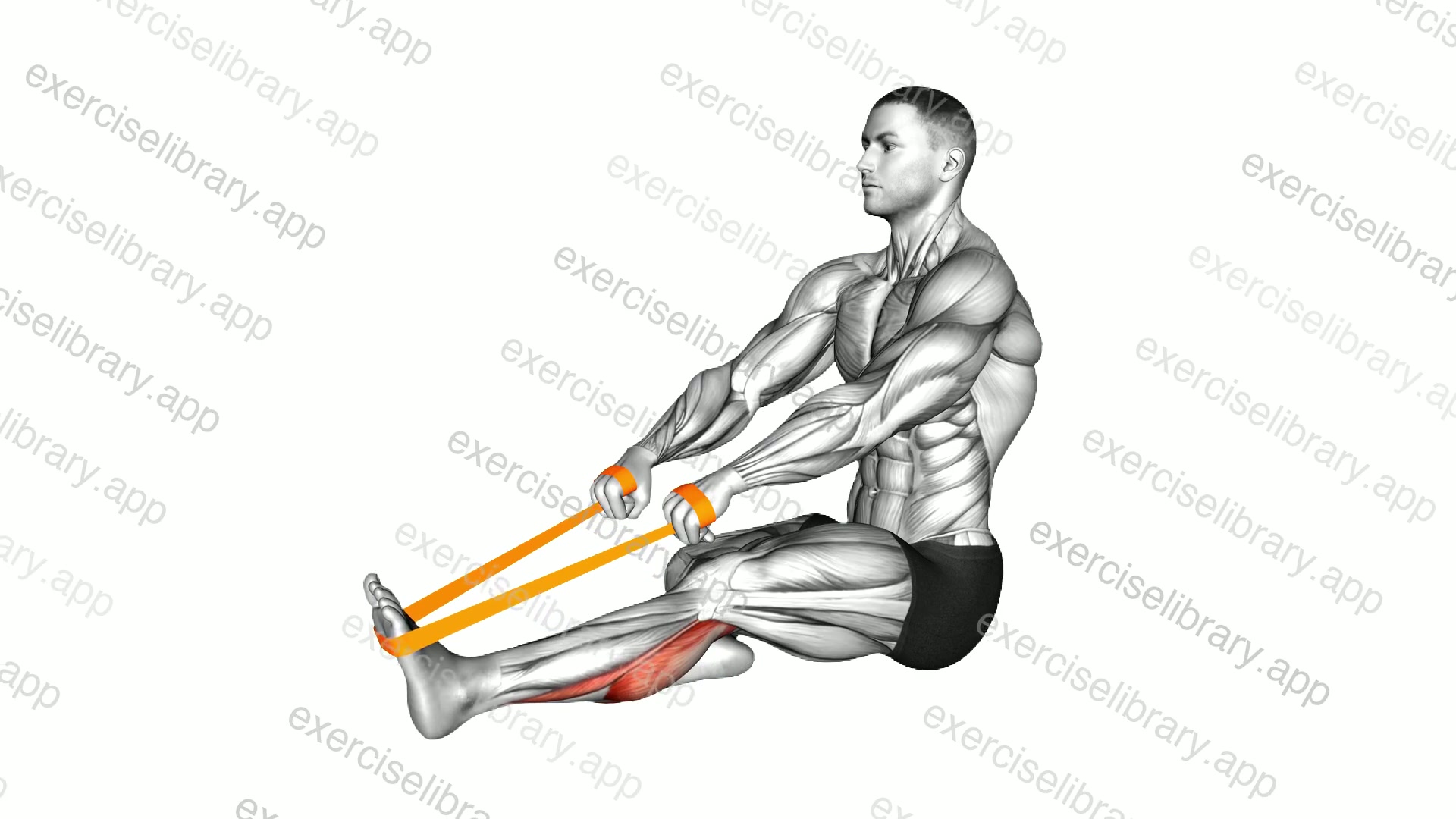 Resistance Band Seated Calf Stretch demonstration