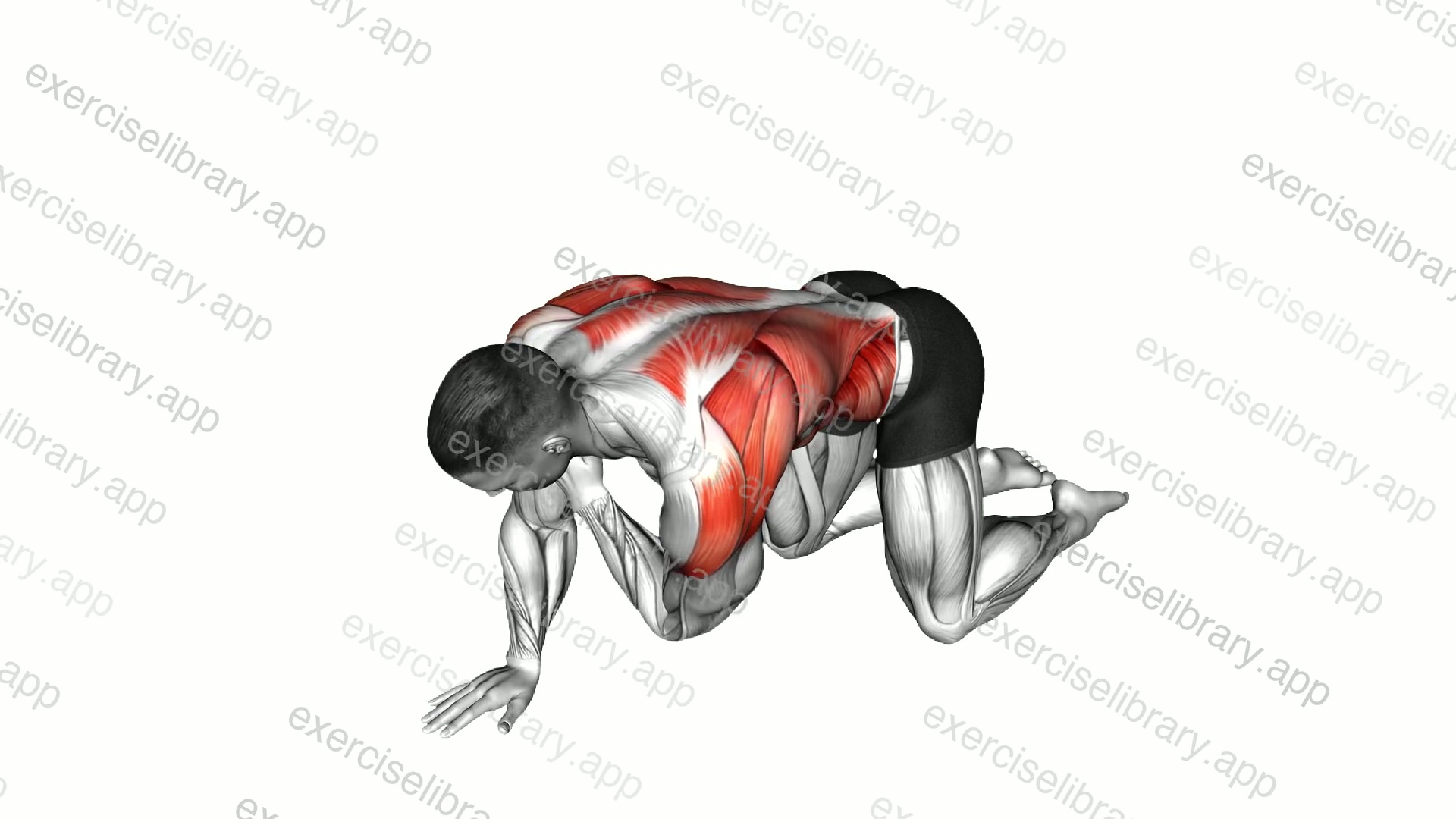 Kneeling Upper Back Rotation demonstration