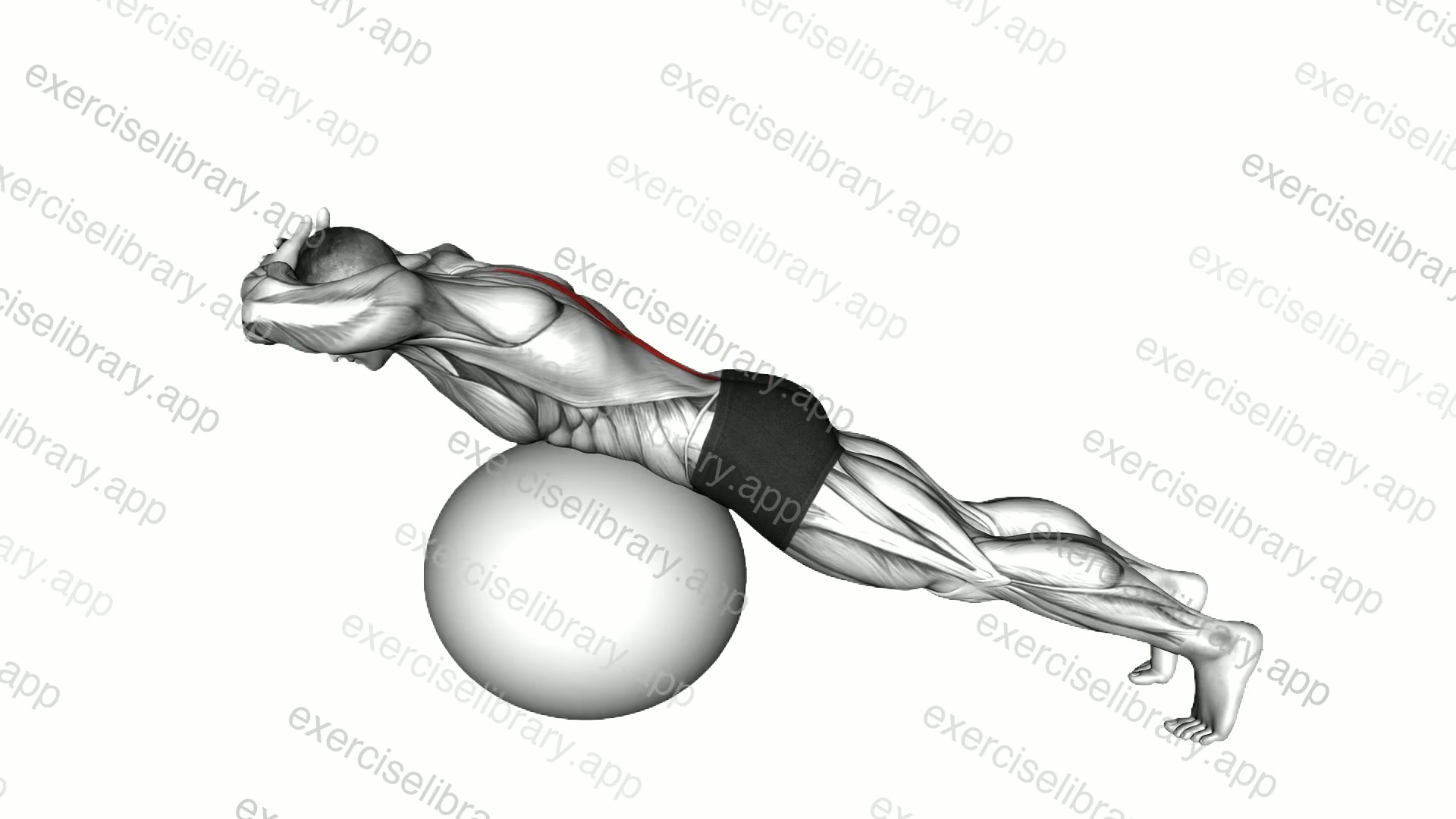 Hyperextension on a Exercise Ball demonstration