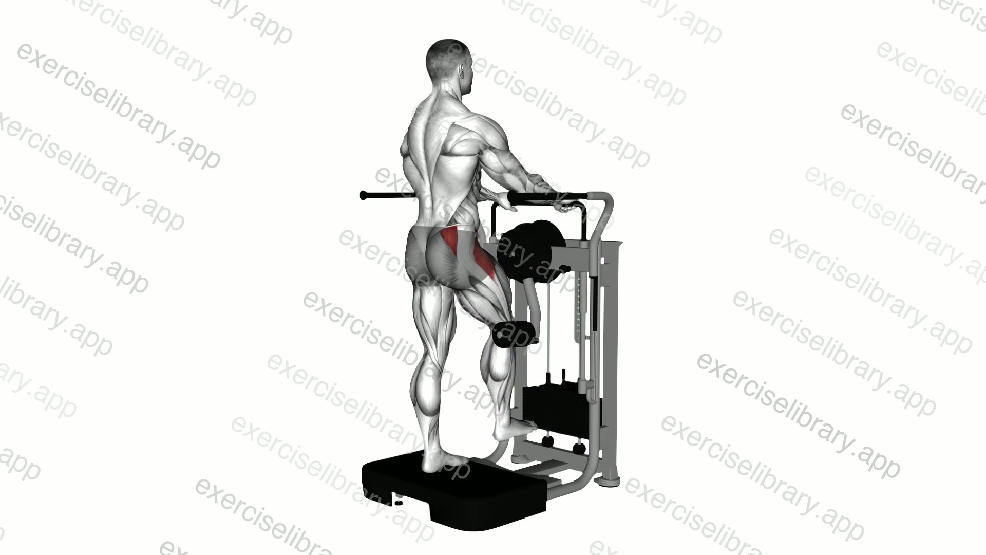 Lever Side Hip Abduction demonstration