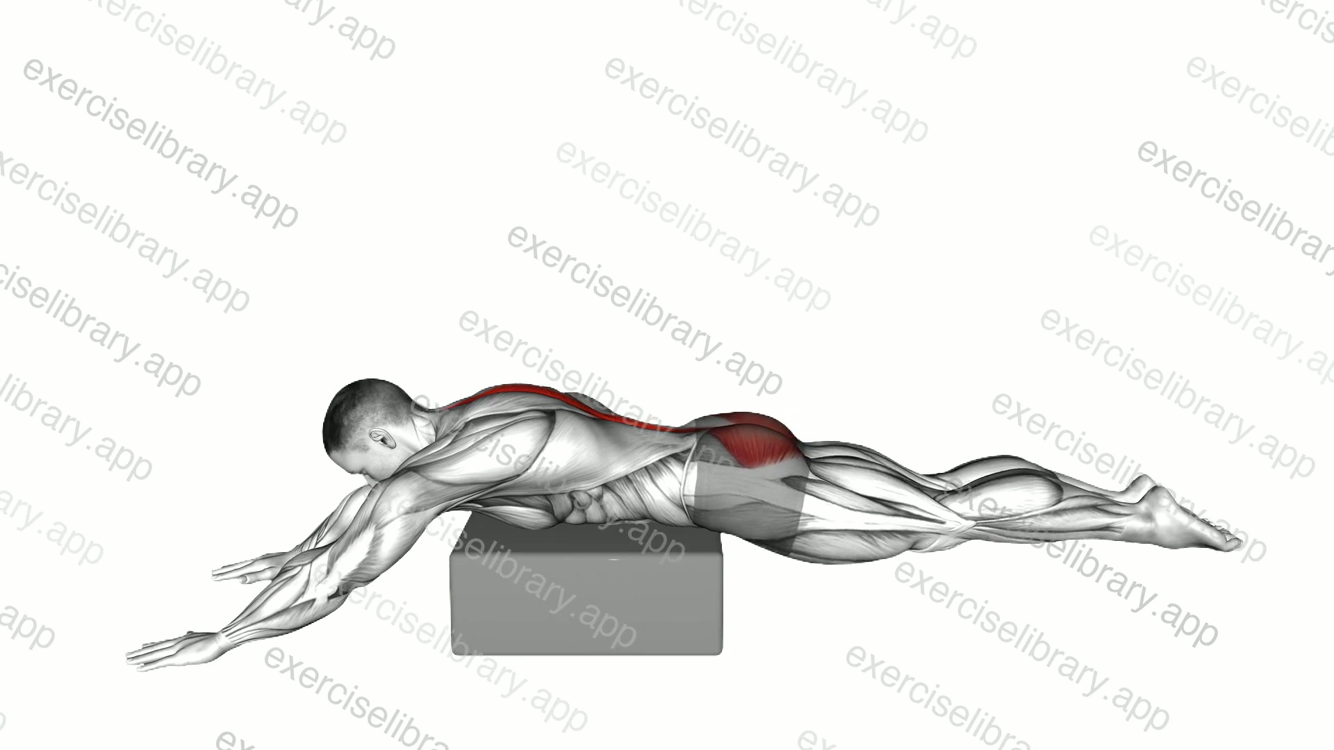 Reverse Hyperextension on Box demonstration