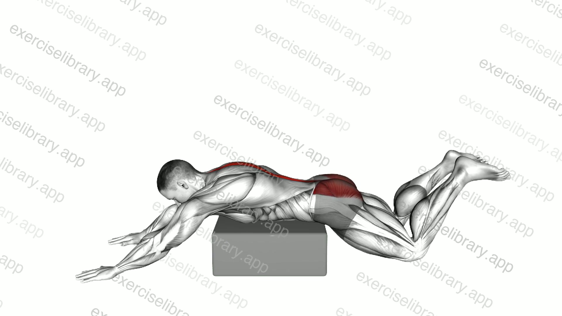 Reverse Frog Hyperextension on Box demonstration