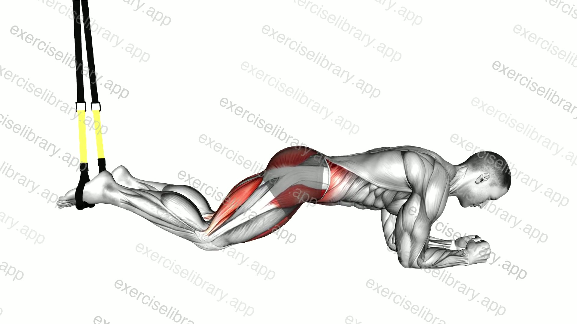 Suspender Hip Lift Knee Tuck demonstration