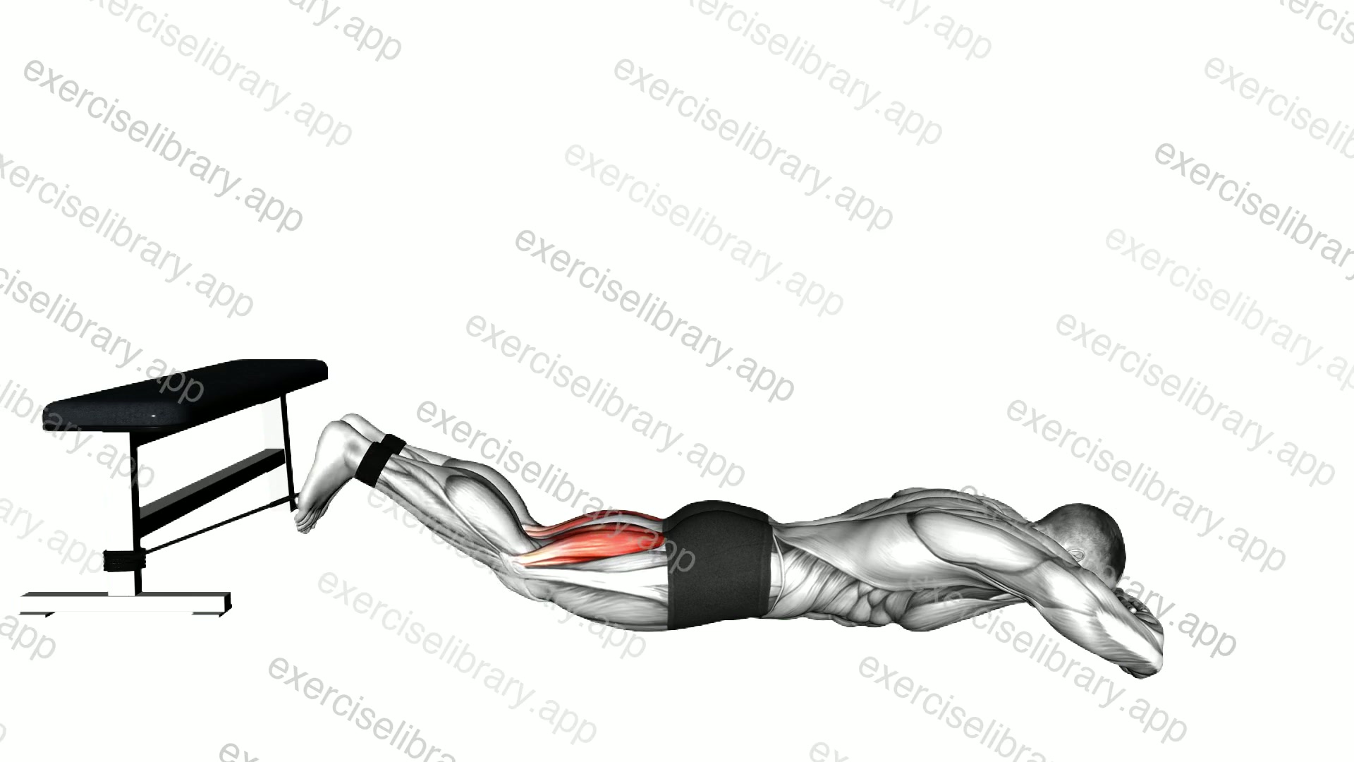 Band Lying Leg Curl demonstration