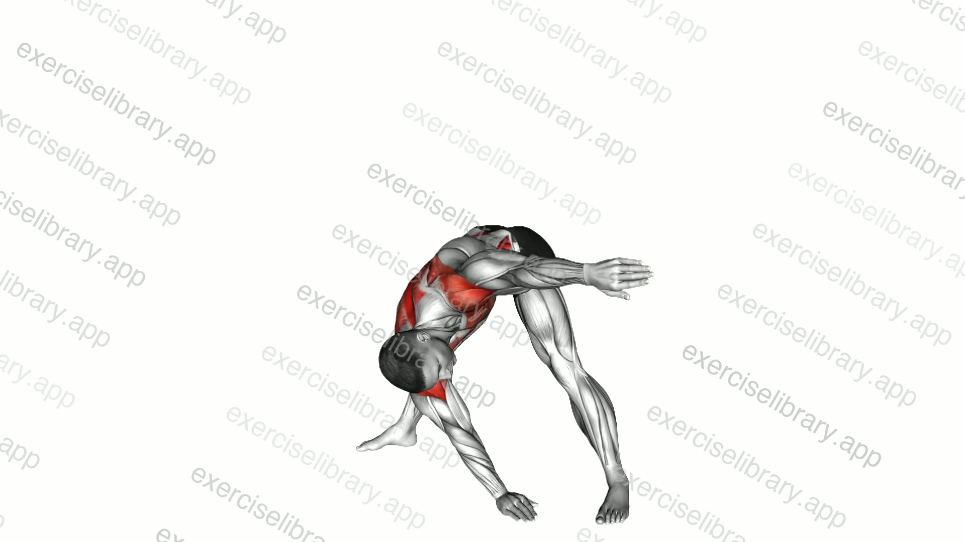 Standing Forward Bent Alternating Twist Toe Touch demonstration