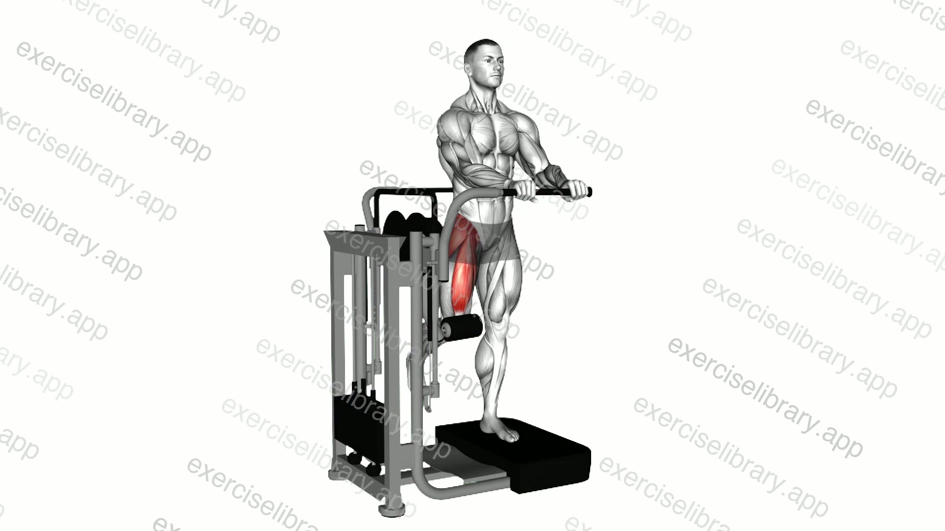 Lever Standing Leg Raise demonstration