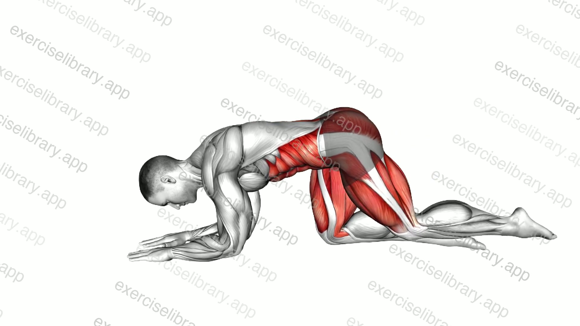 Kneeling Knee Tap to Crossed Reach demonstration