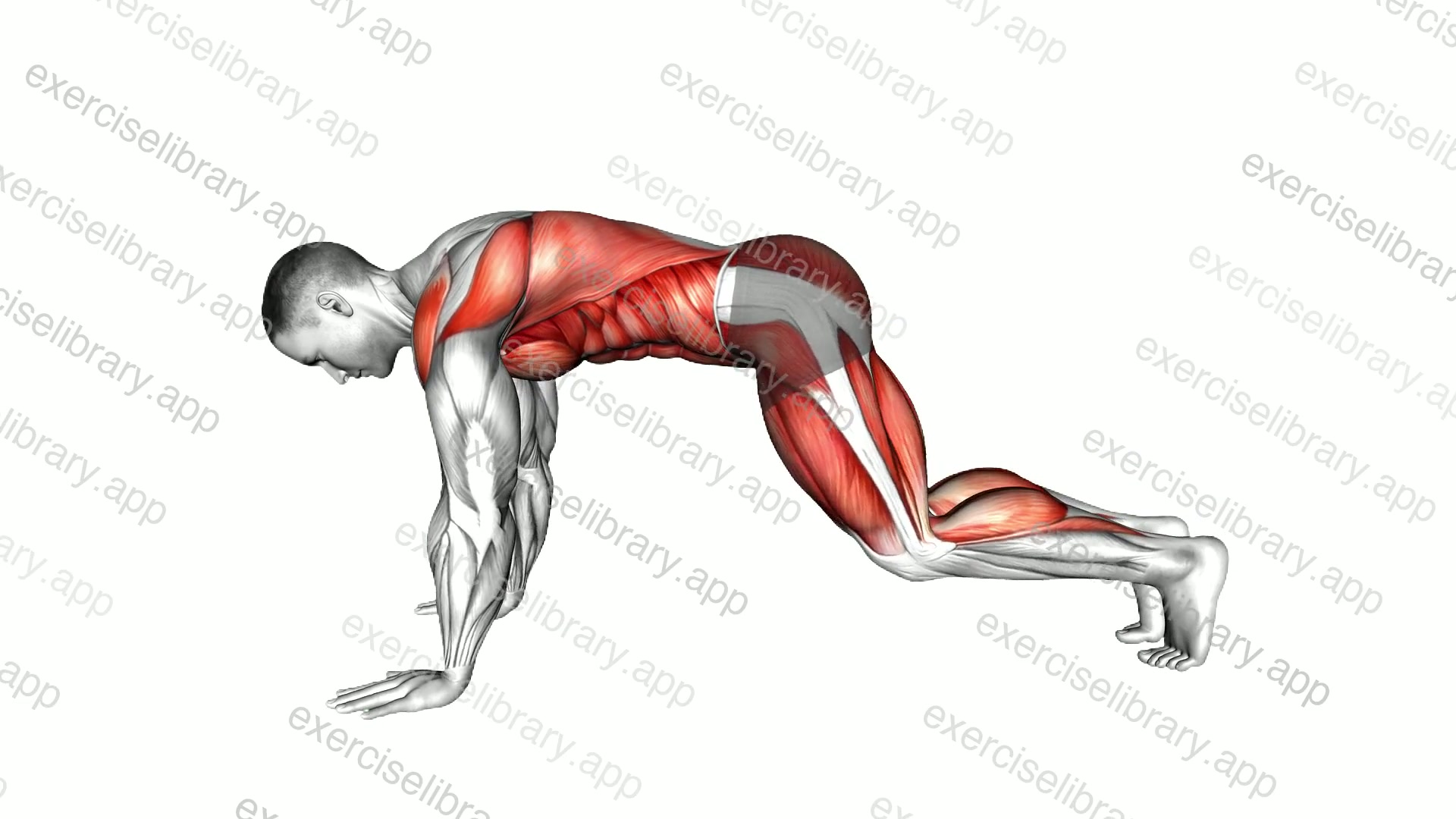 High Plank to Frog Squat demonstration