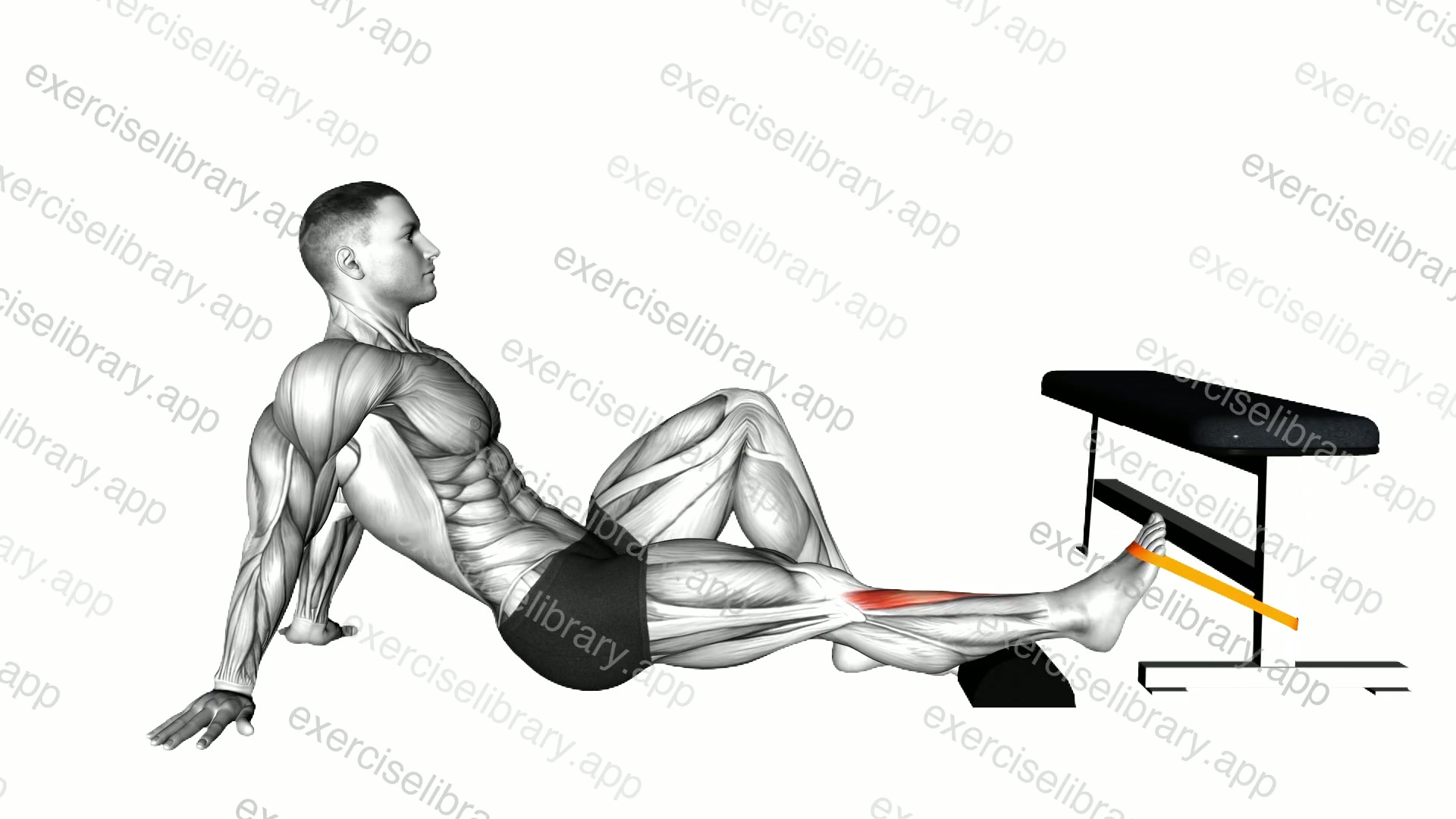 Resistance Band Sitting Floor Tibialis Press demonstration