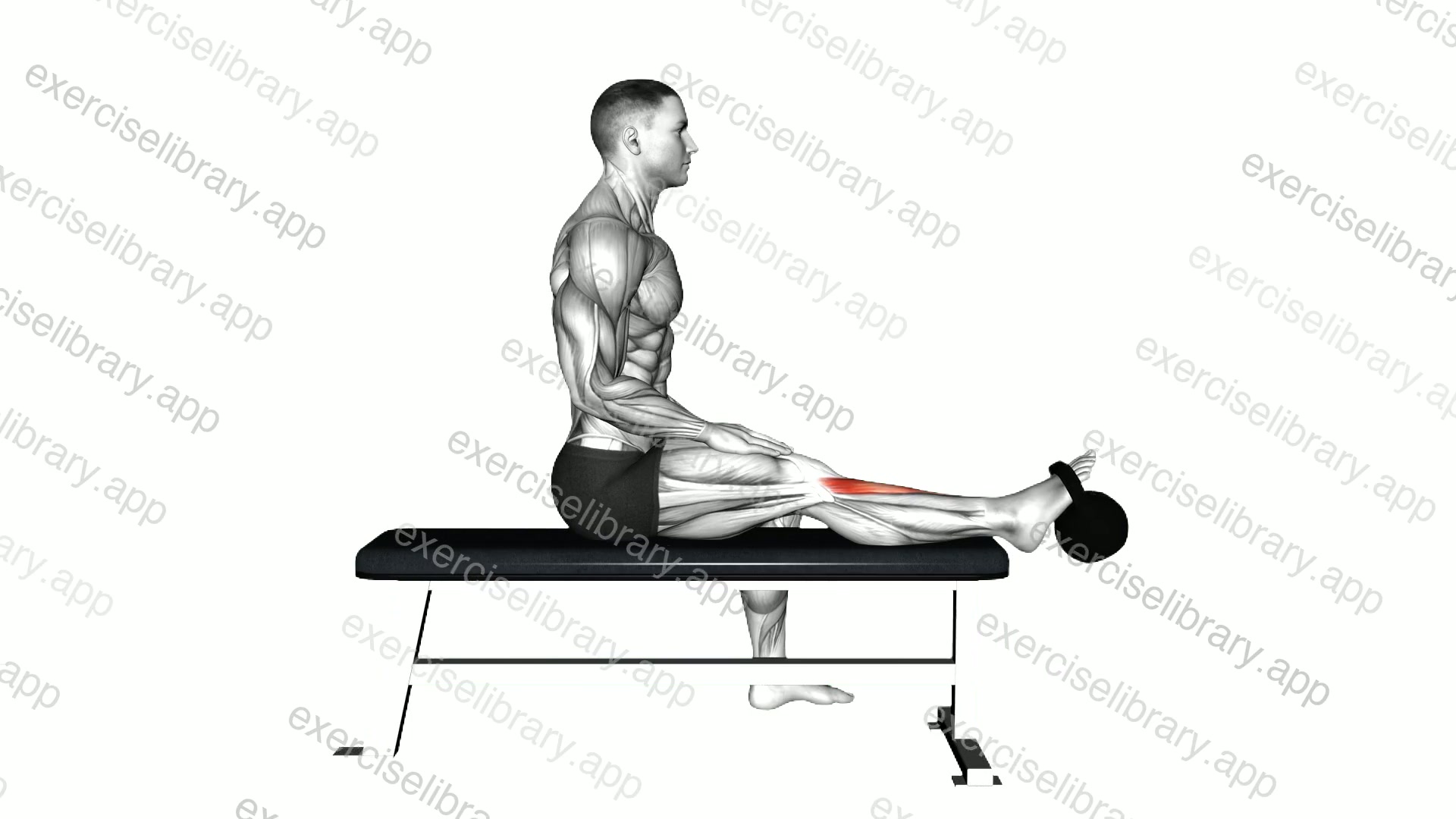 Kettlebell Sitting Tibialis Press demonstration