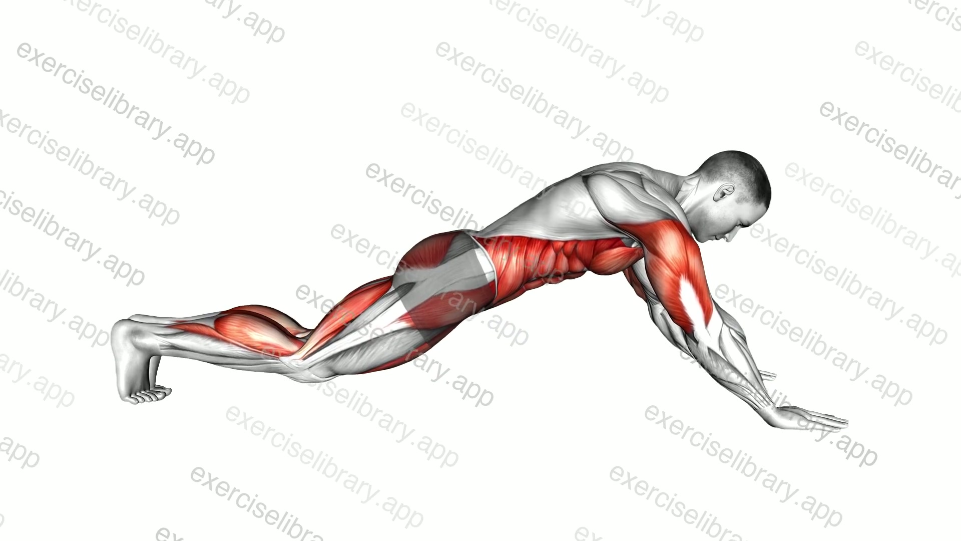 45 degrees Arms Plank demonstration