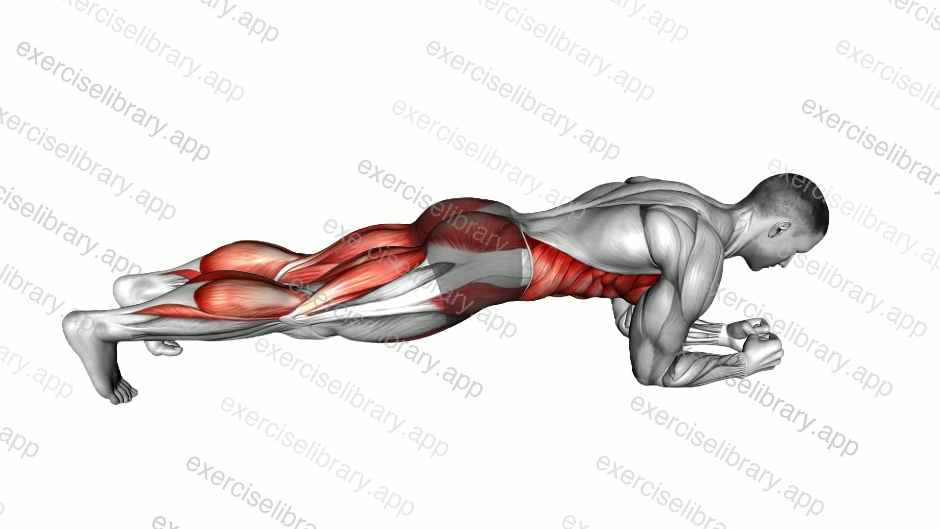 Plank on Elbows Toe Tap demonstration