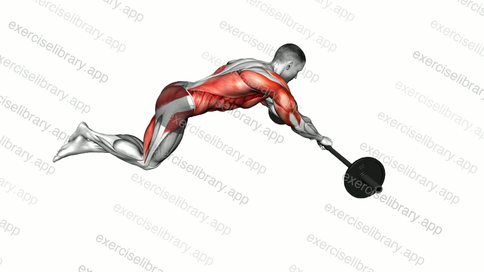 Barbell Side Rollout demonstration