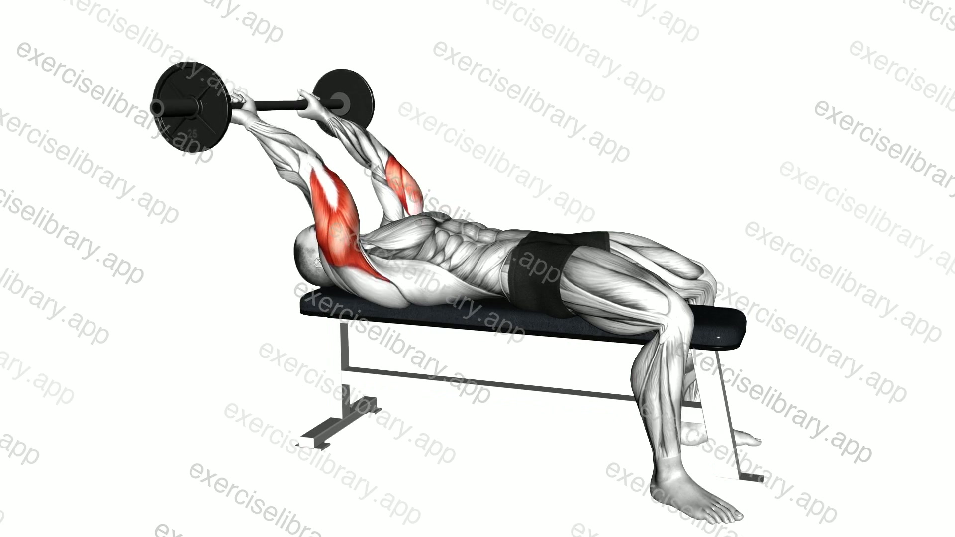 Barbell Skull Crusher demonstration