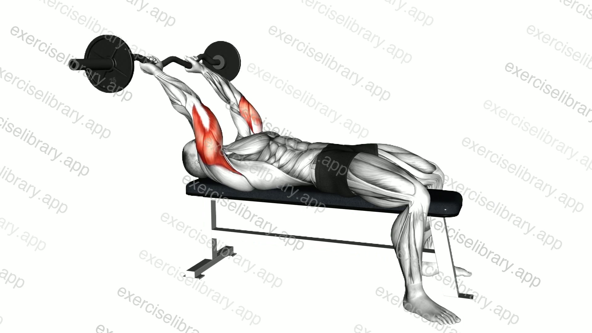 EZ Bar Skull Crusher demonstration