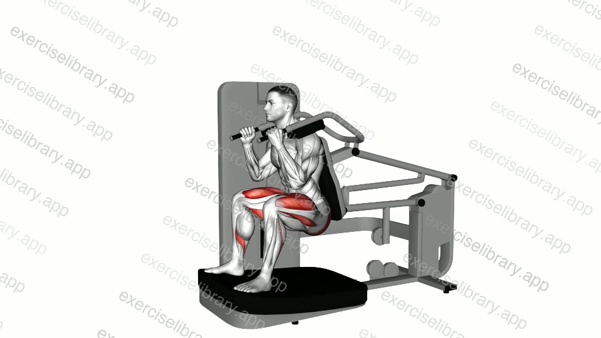 Lever Chair Squat demonstration