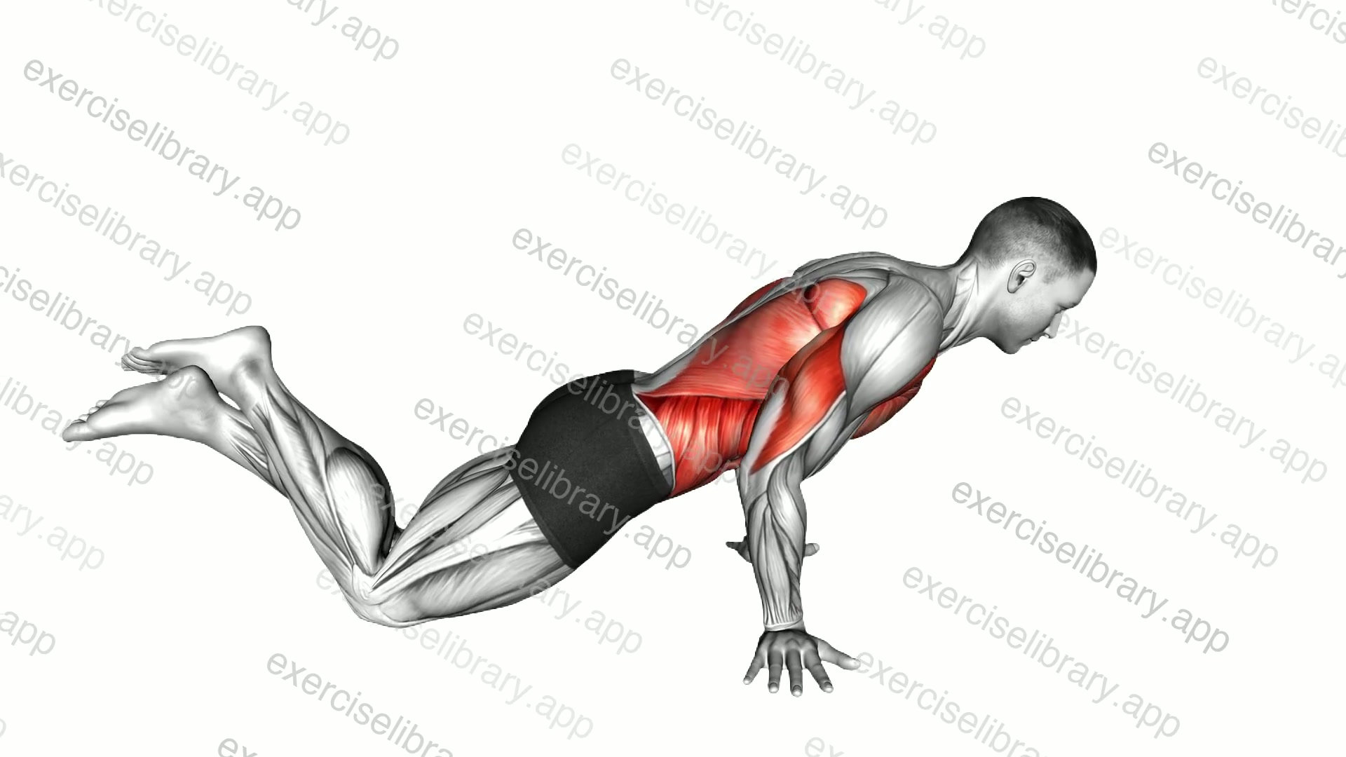 Kneeling Pseudo Planche Push up demonstration