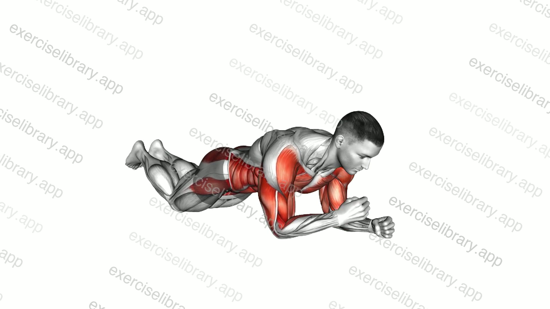 Kneeling Plank Shoulder Tap demonstration
