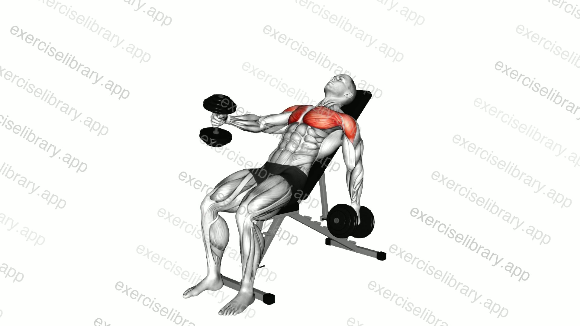 Dumbbell Incline Alternating Cross Raise demonstration