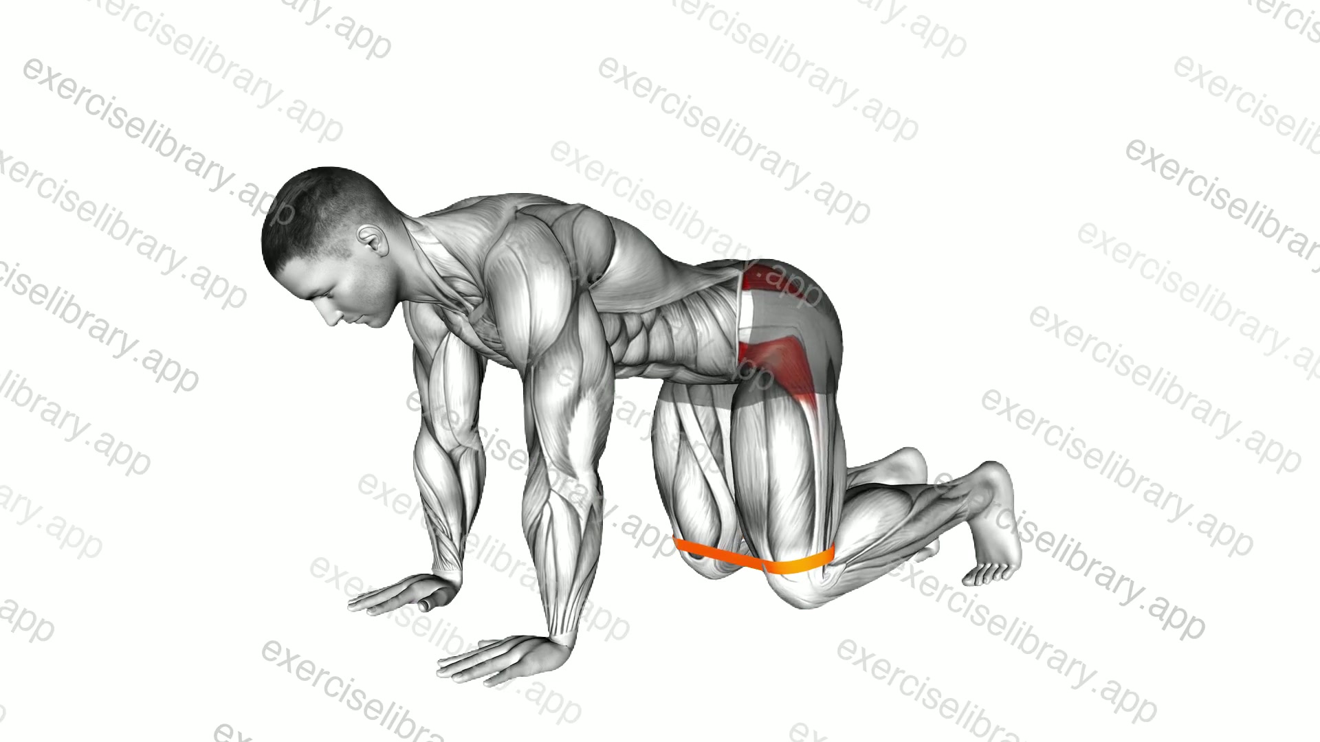 Resistance Band Bent Leg Side Kick demonstration