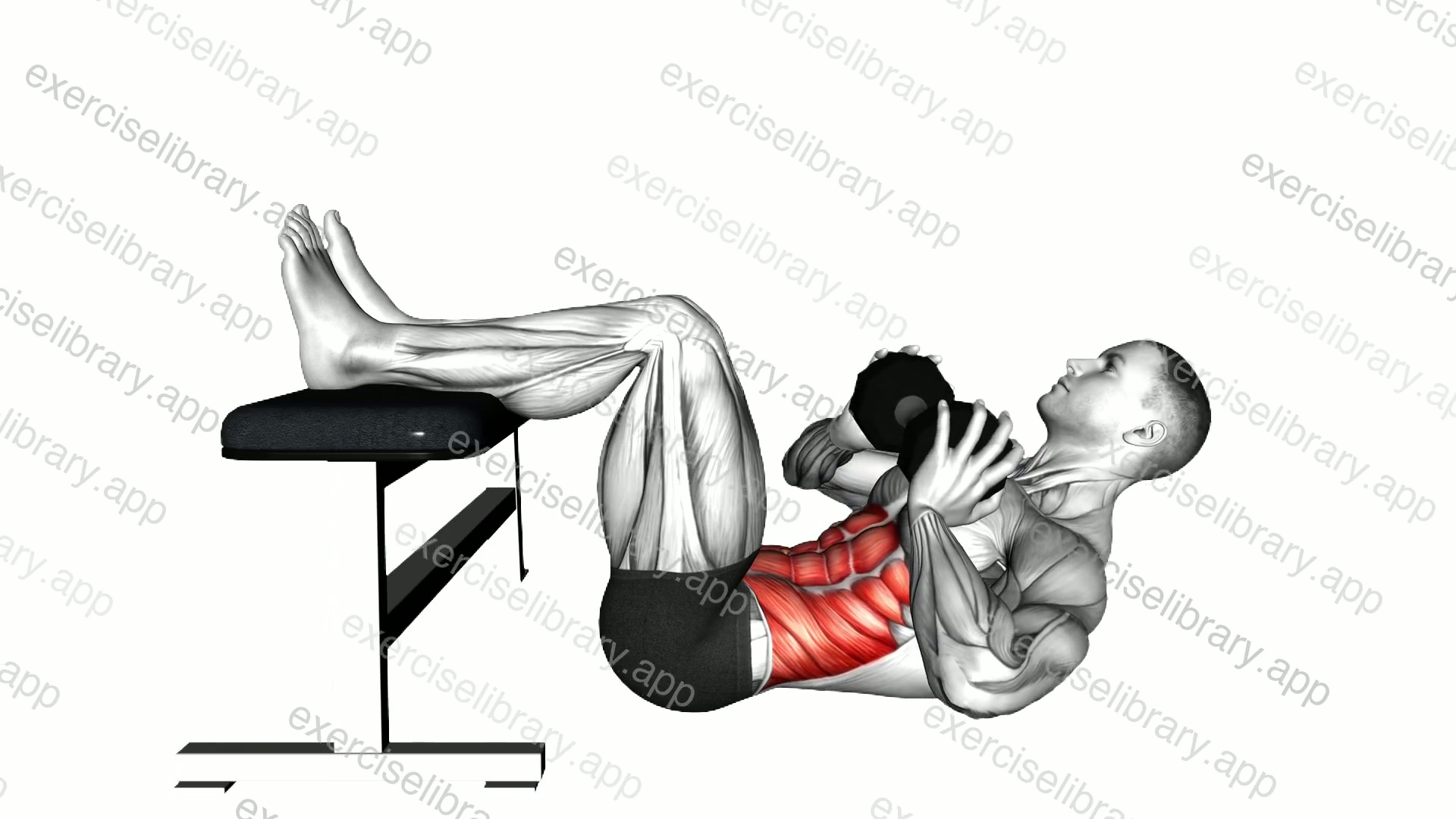 Dumbbell Twisting Crunch Legs on Bench demonstration