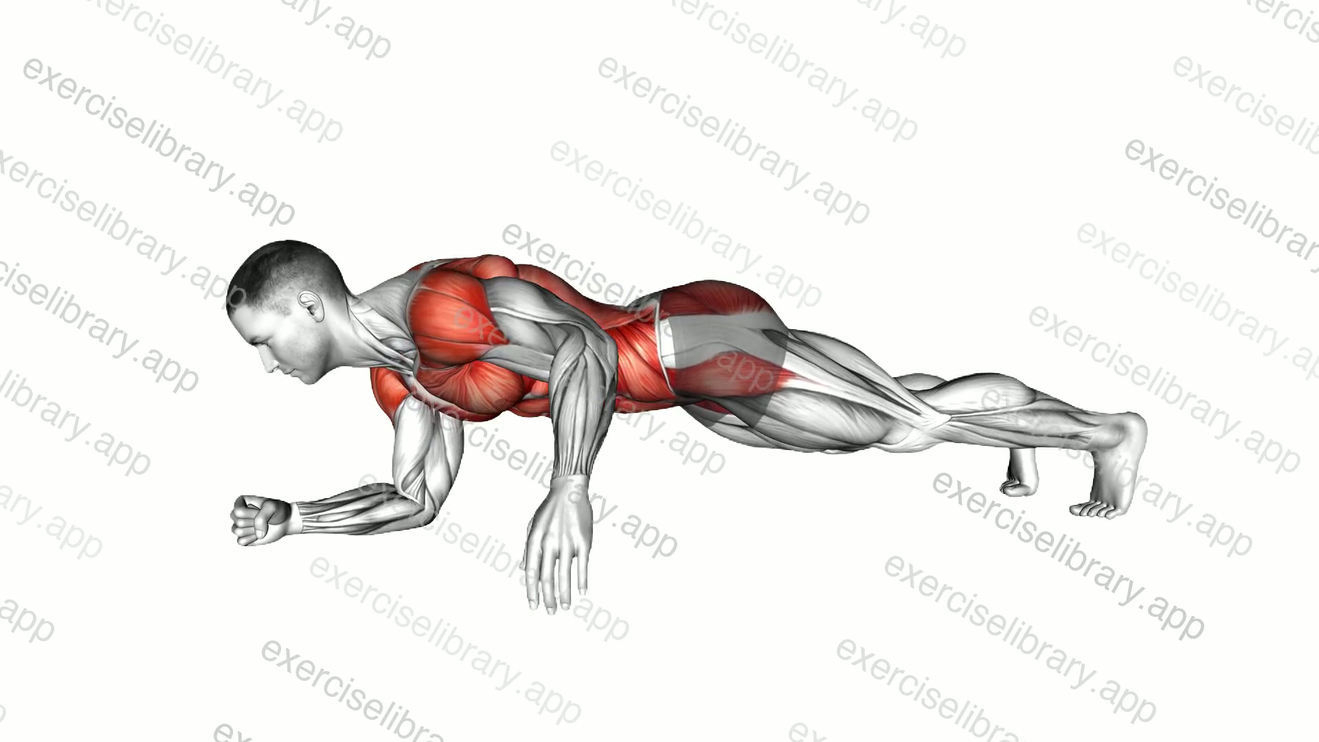 Elbow Plank Thigh Tap demonstration