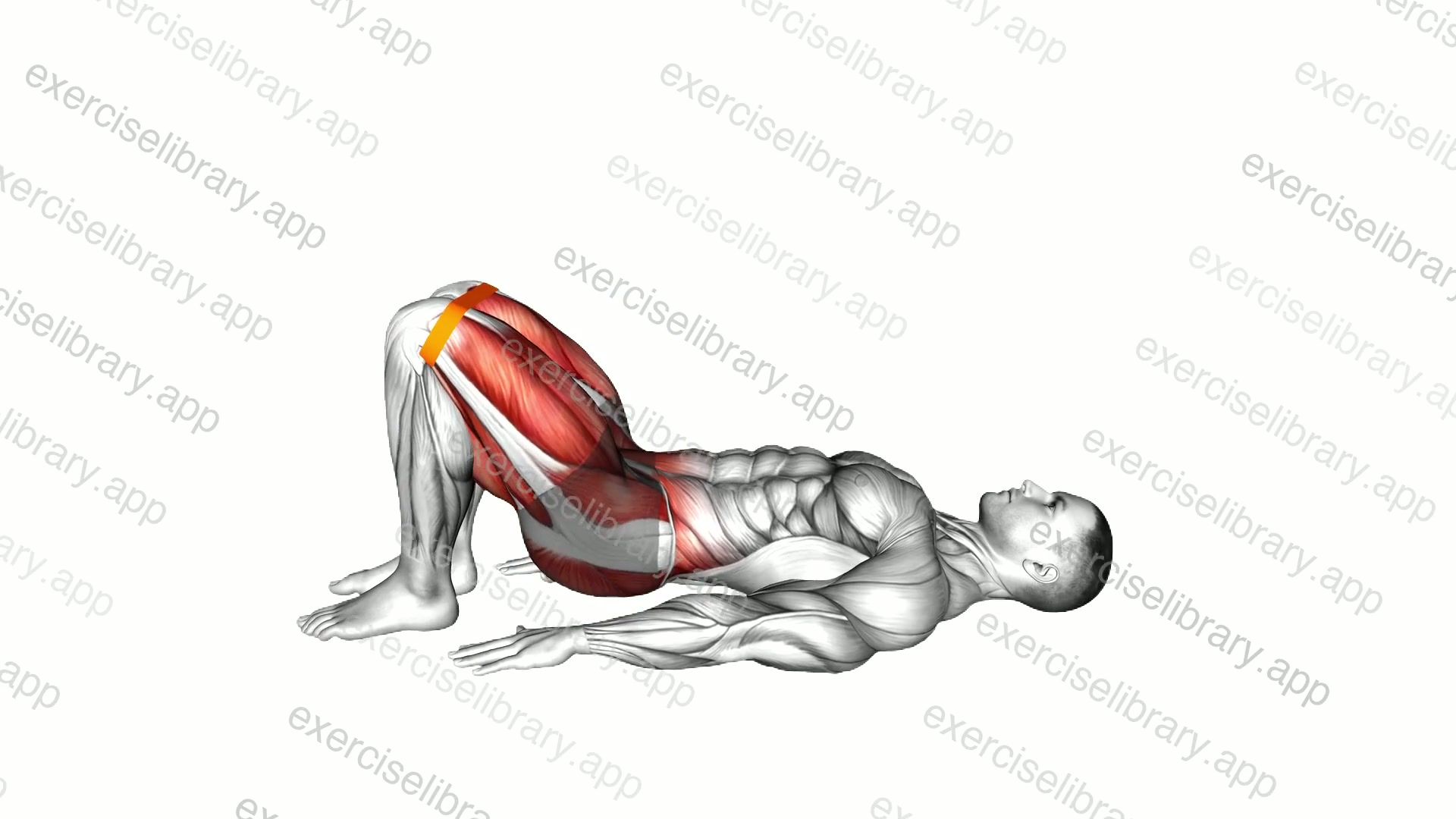 Resistance Band Bridge Yoga Pose Setu Bandha Sarvangasana demonstration