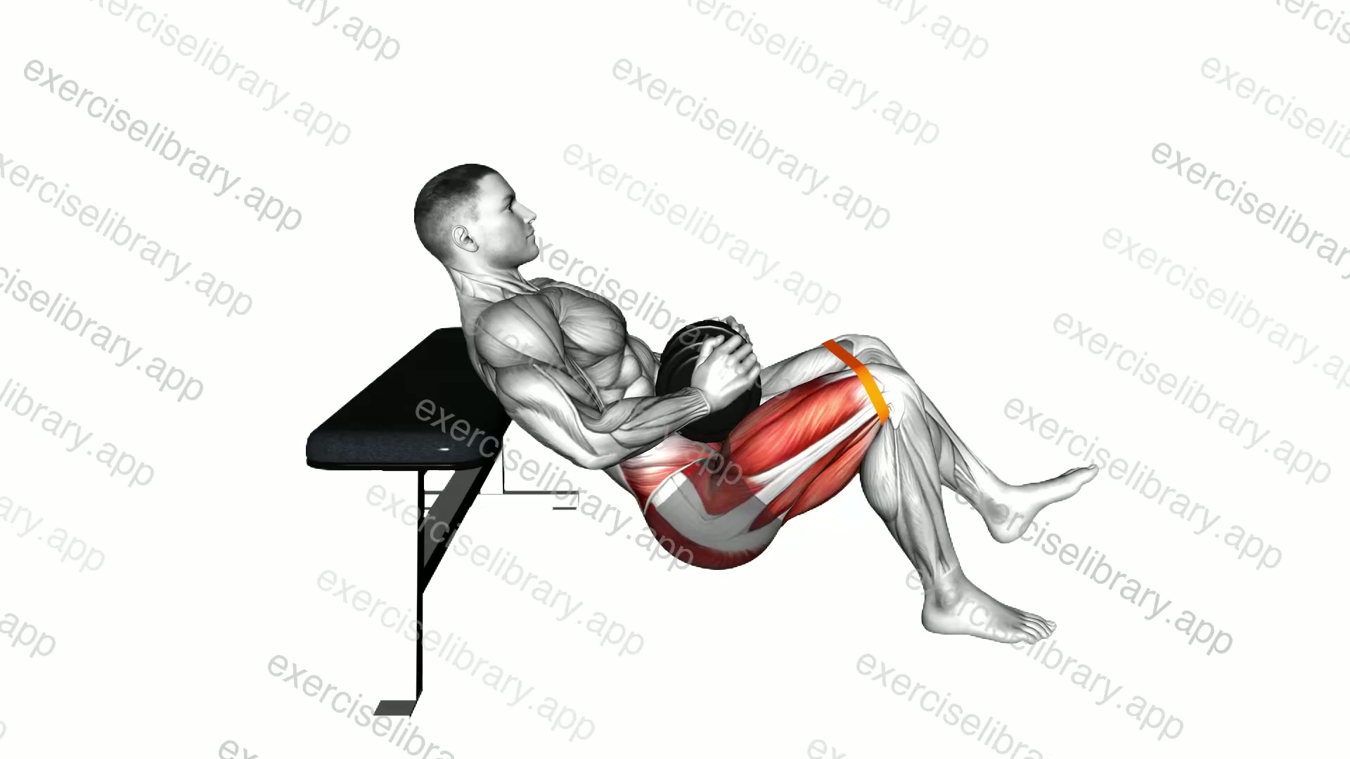 Dumbbell Banded Single Leg Hip Thrust demonstration